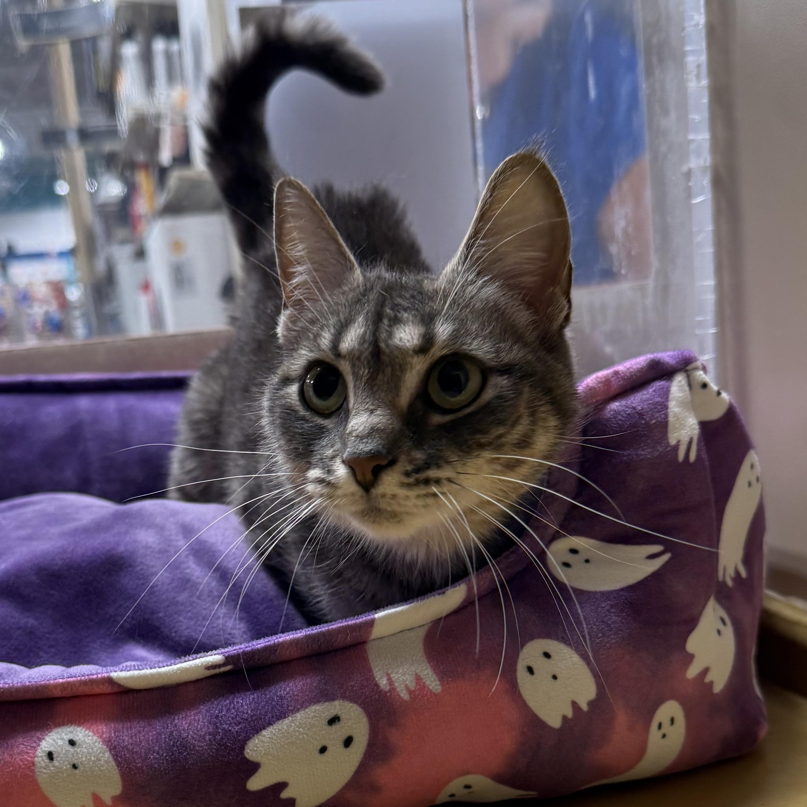 Enlarge Taryn, a ADOPTABLE Domestic Short Hair in Old Bridge, NJ image 5/5