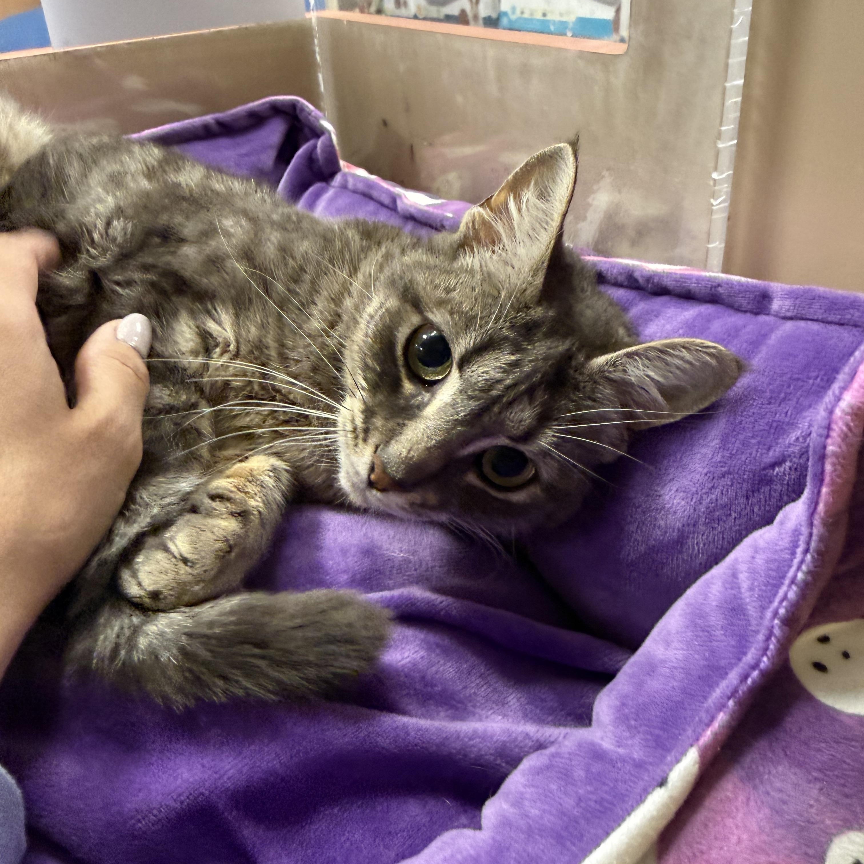 Enlarge Taryn, a ADOPTABLE Domestic Short Hair in Old Bridge, NJ image 3/5