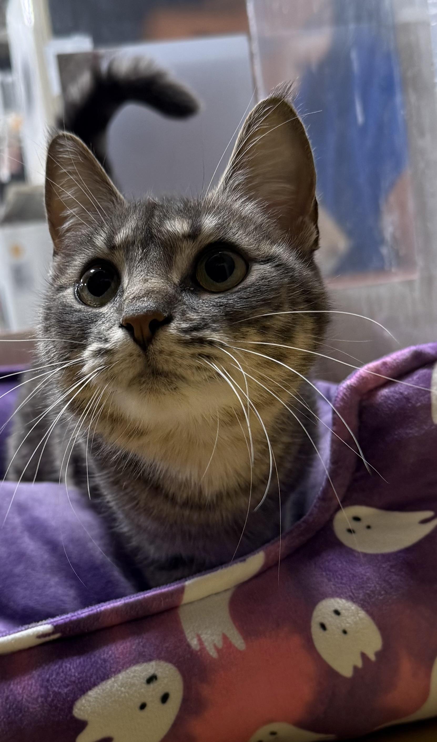 Taryn, ADOPTABLE, Young Female Domestic Short Hair.