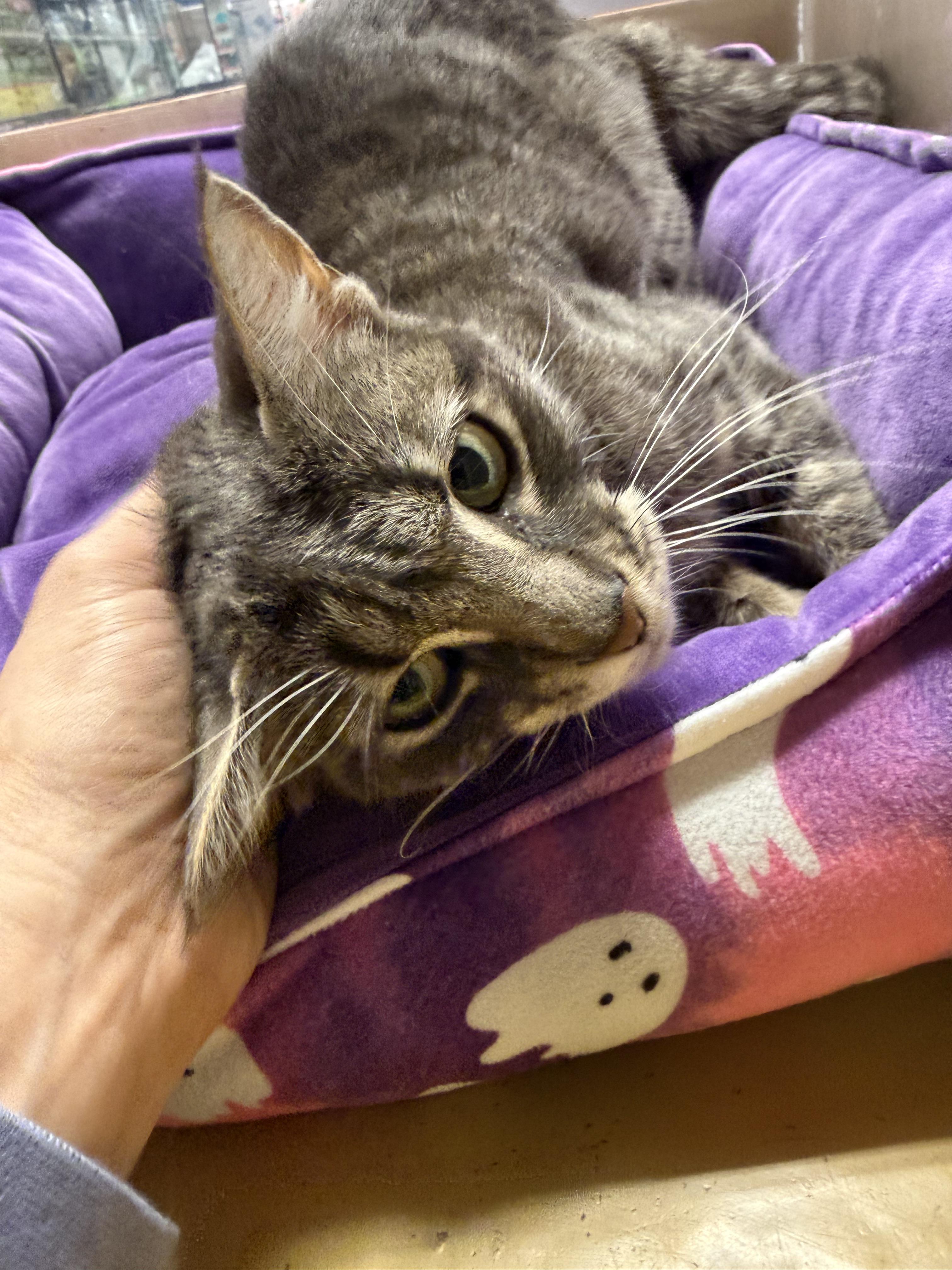 Enlarge Taryn, a ADOPTABLE Domestic Short Hair in Old Bridge, NJ image 4/5