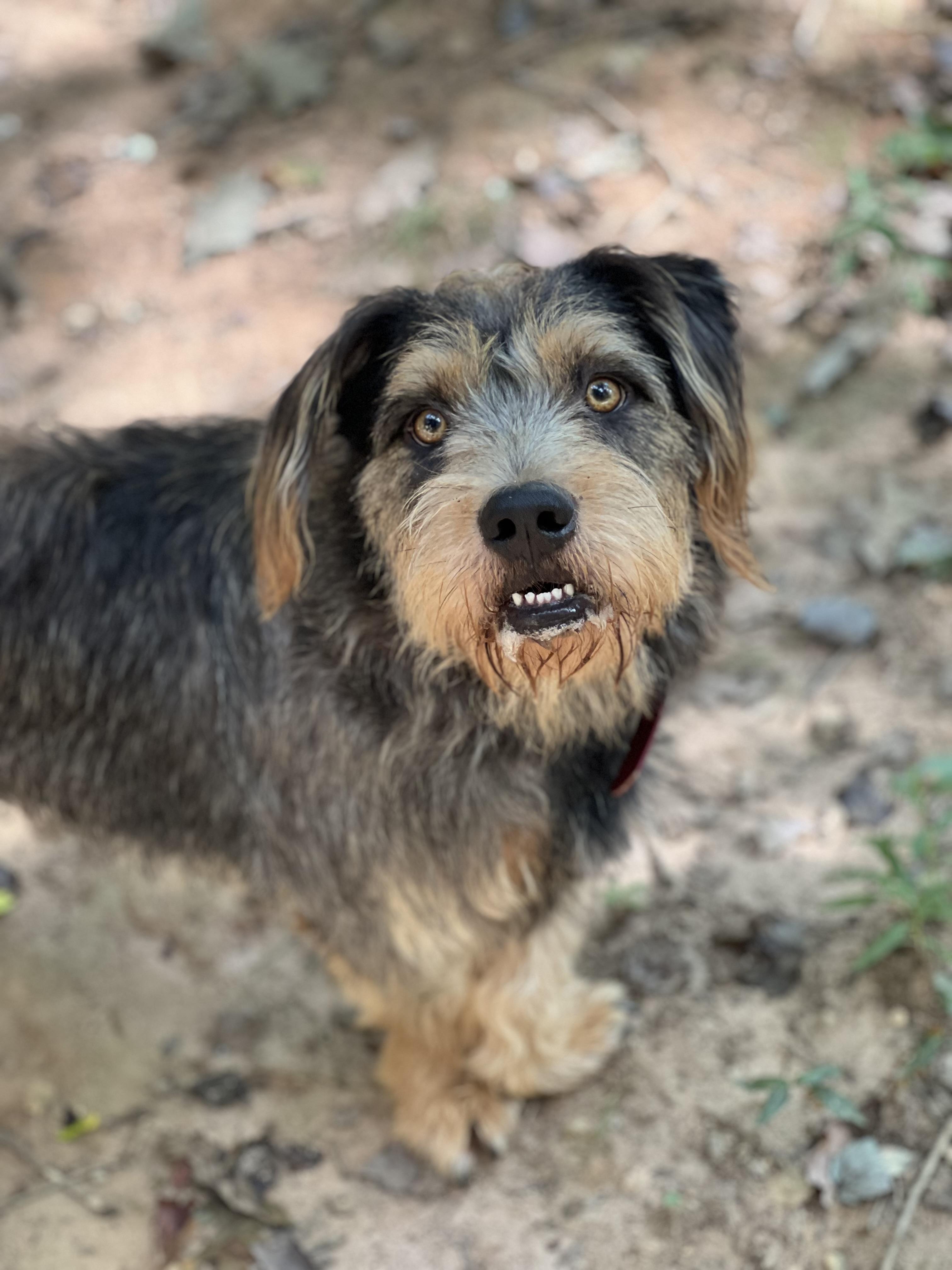 Cooper, Young Male unknown