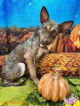 Enlarge Wolfie, a ADOPTABLE mixed breed in Winchester, KY image 5/5