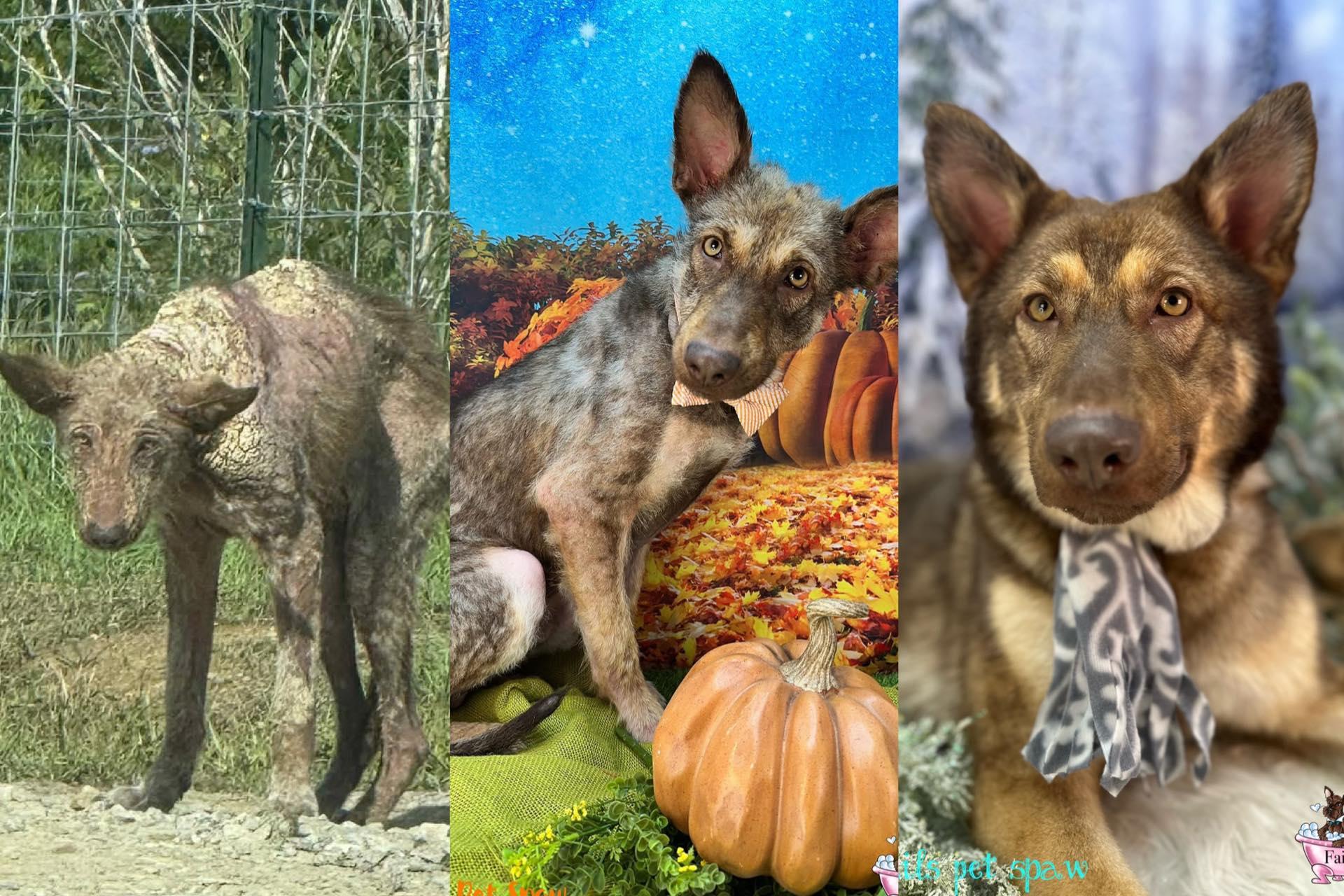 Enlarge Wolfie, a ADOPTABLE mixed breed in Winchester, KY image 2/5