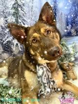 Enlarge Wolfie, a ADOPTABLE mixed breed in Winchester, KY image 4/5