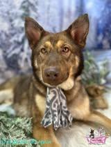 Wolfie, ADOPTABLE, Young Male German Shepherd Dog.