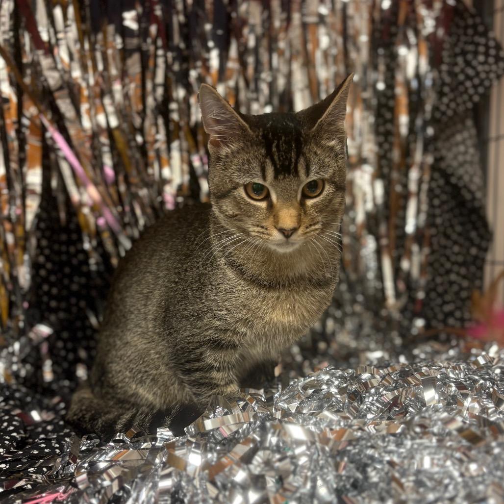 Jack, Adoptable, Young Male American Shorthair.