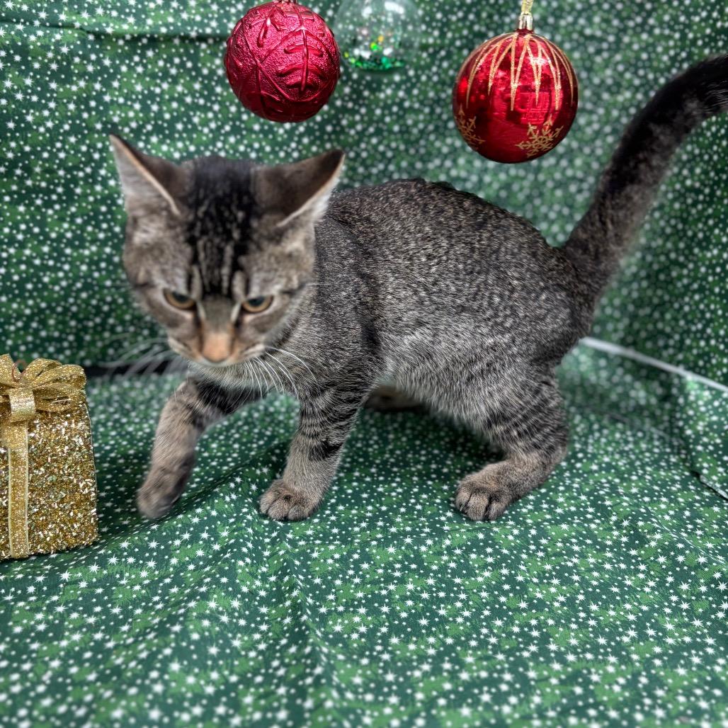 Enlarge Jack, a Adoptable American Shorthair in Greenfield, IN image 2/2