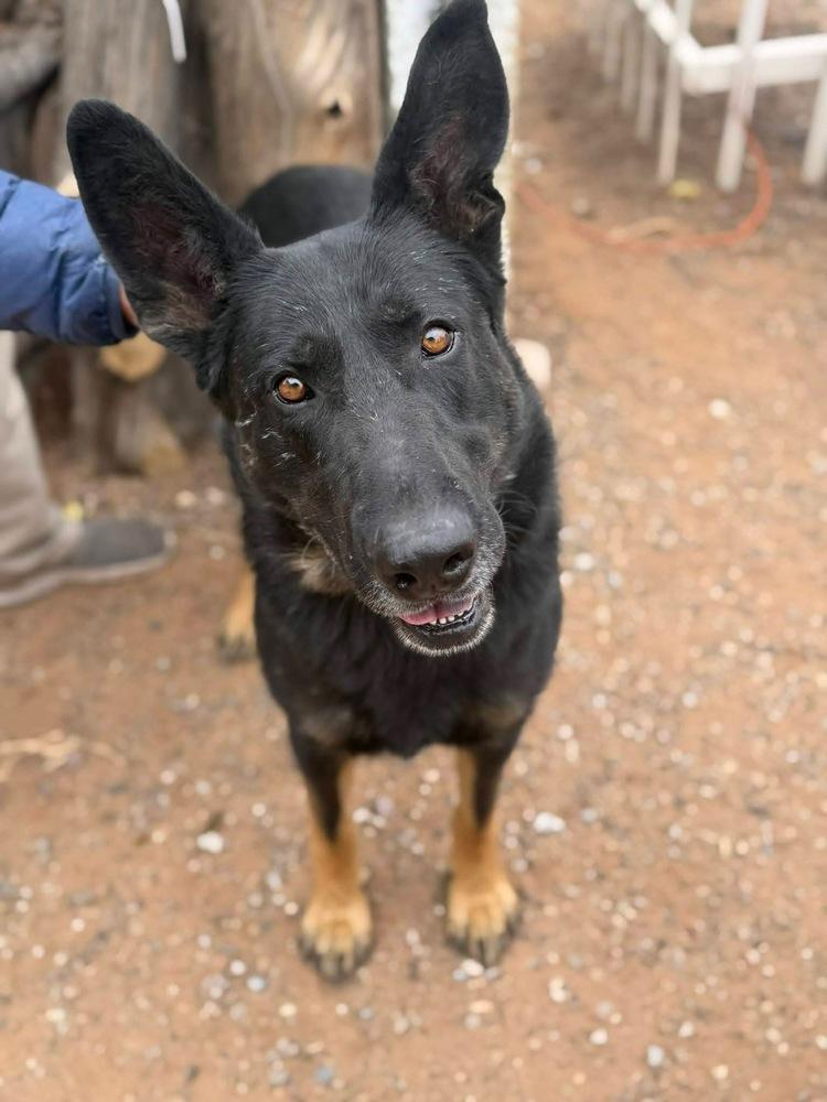 Bacon, Adoptable, Adult Male German Shepherd Dog.