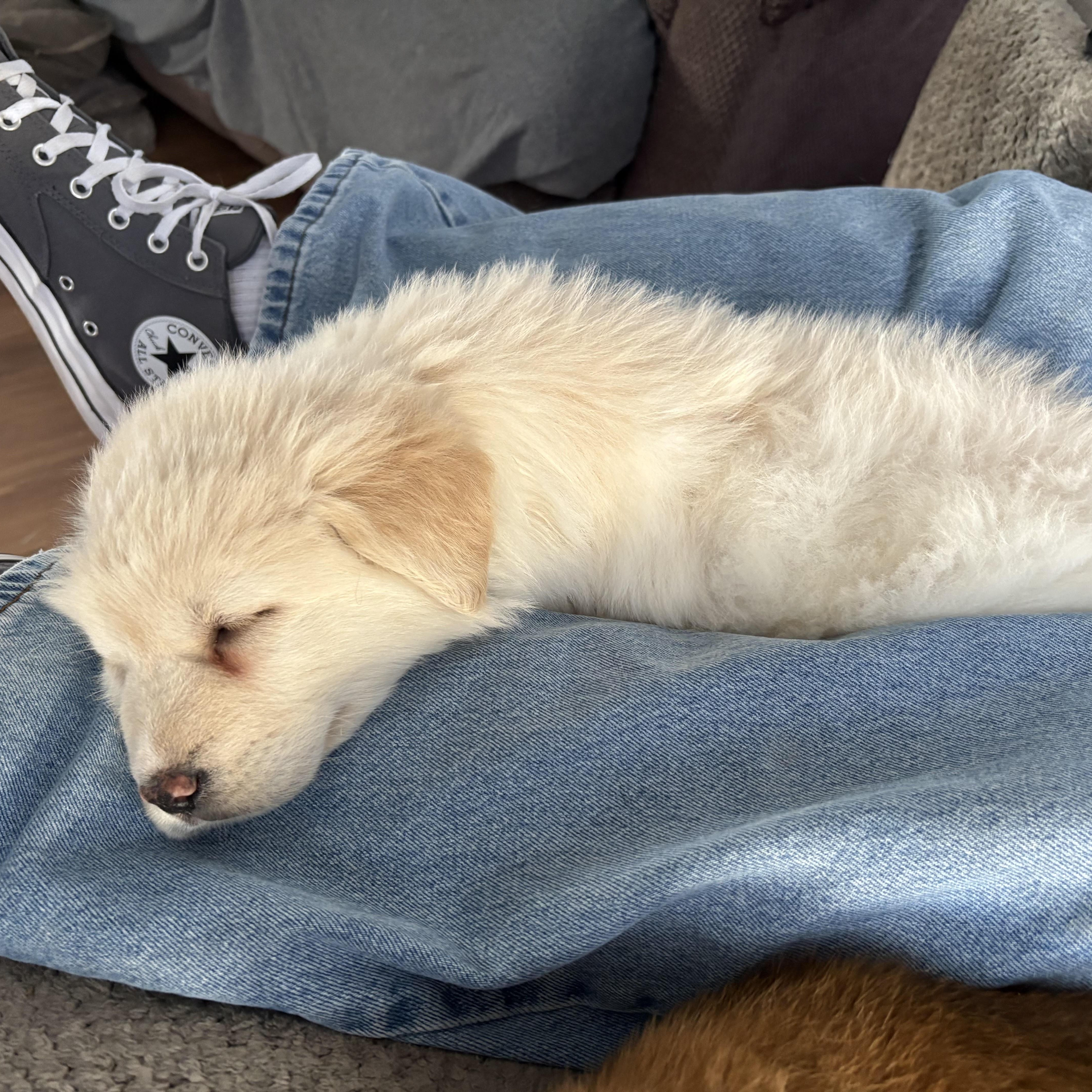 Ghost, an adopted mixed breed in Lemont, IL image 3/4