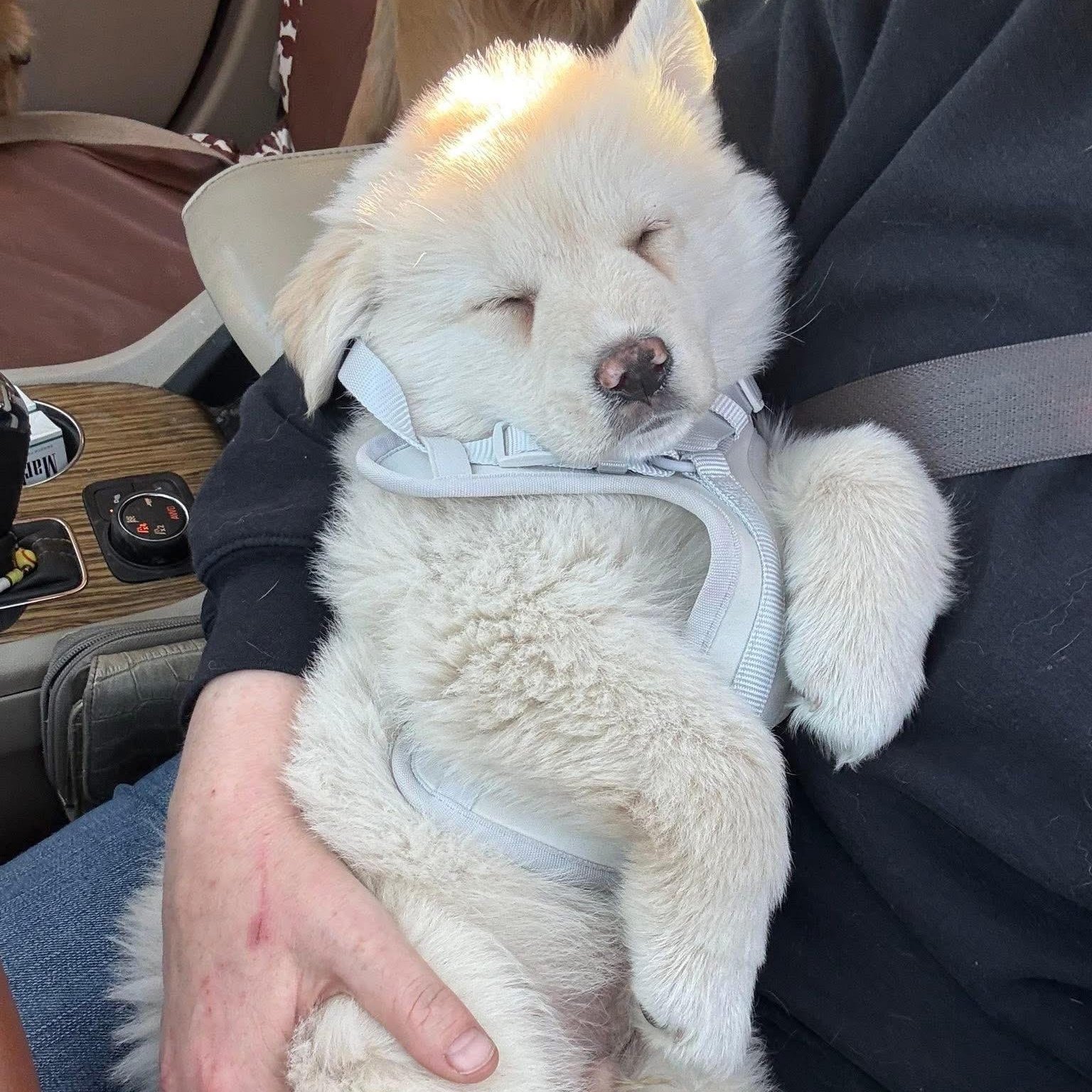 Ghost, adopted, Puppy Male Great Pyrenees & Shepherd.