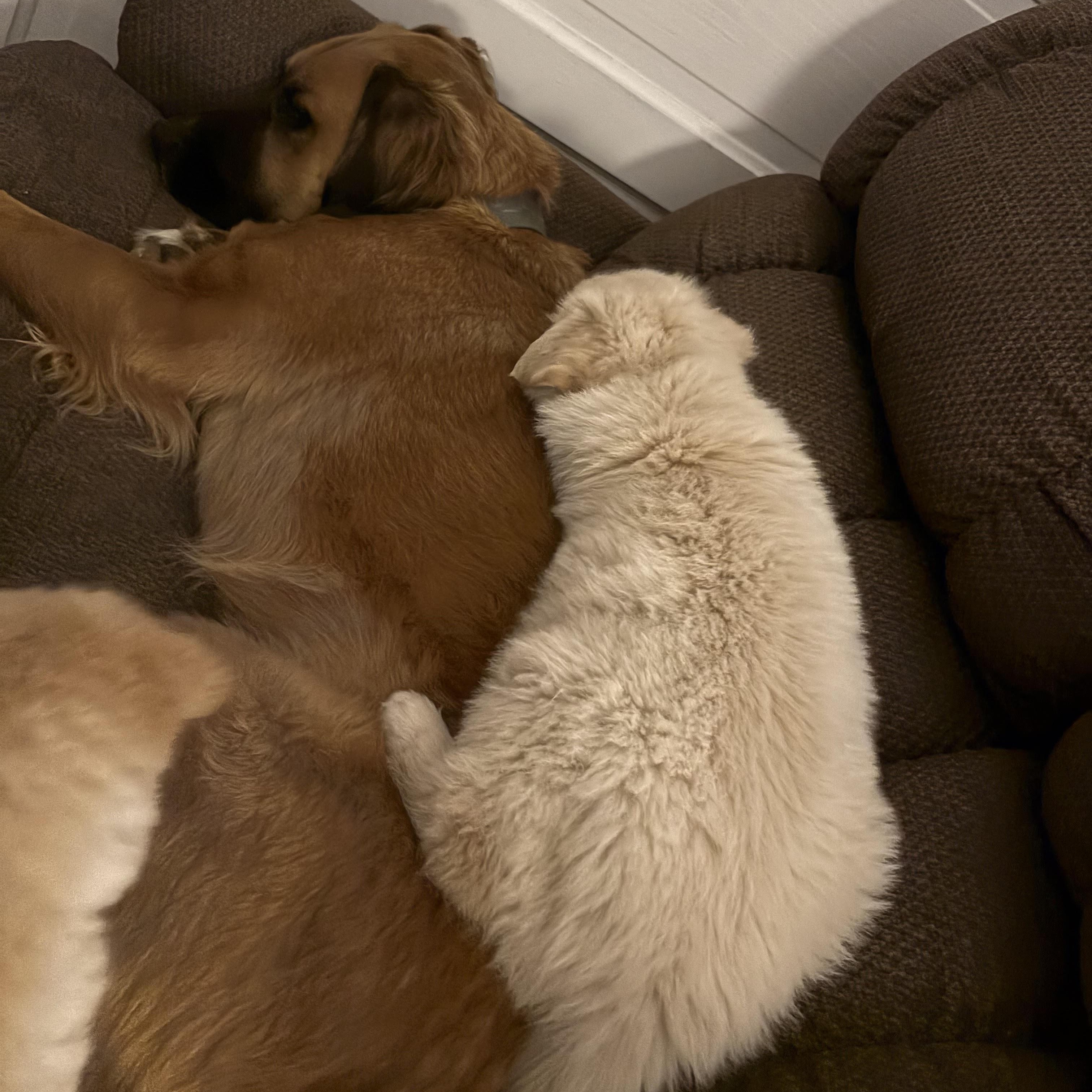 Ghost, an adopted mixed breed in Lemont, IL image 4/4