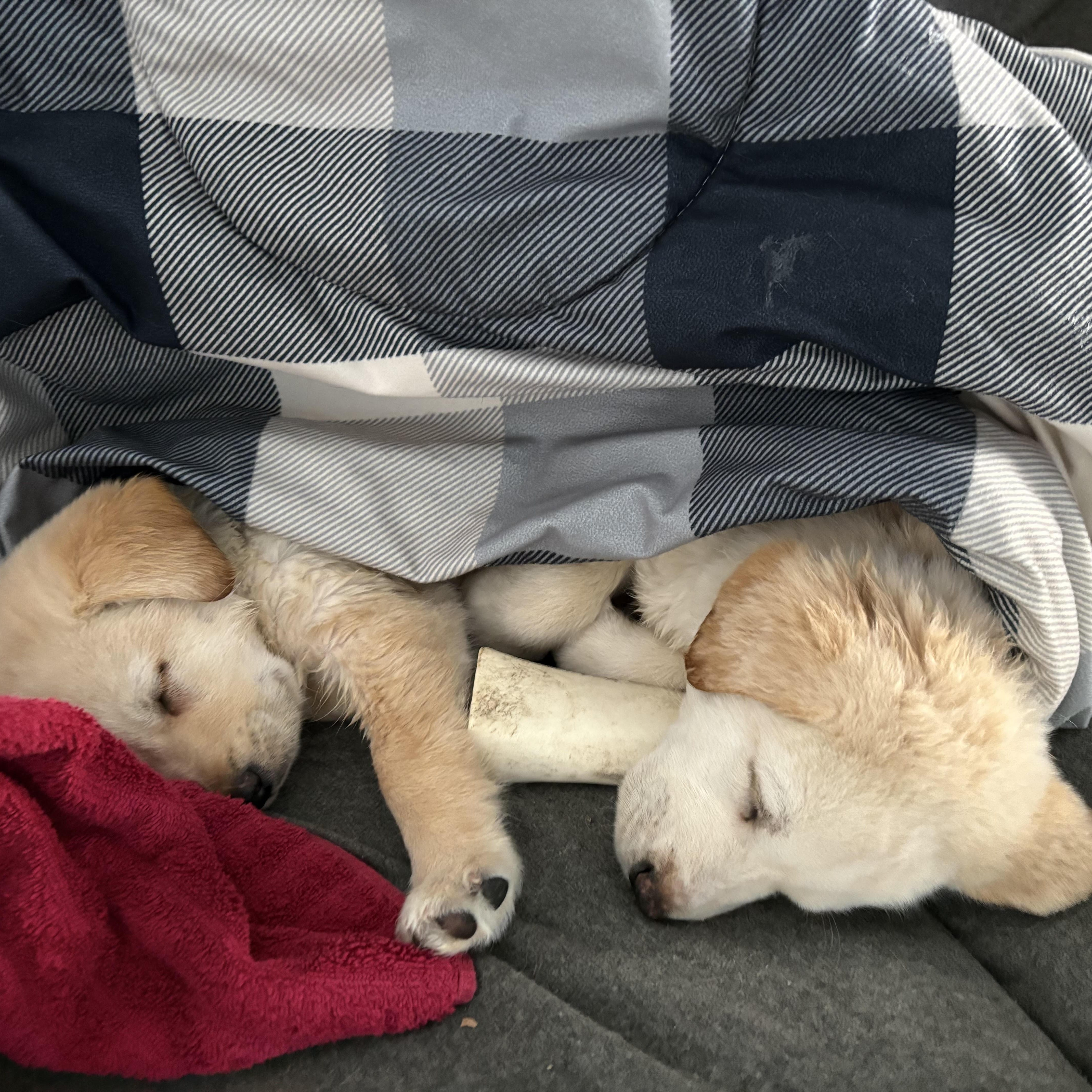 Ghost, an adopted mixed breed in Lemont, IL image 2/4