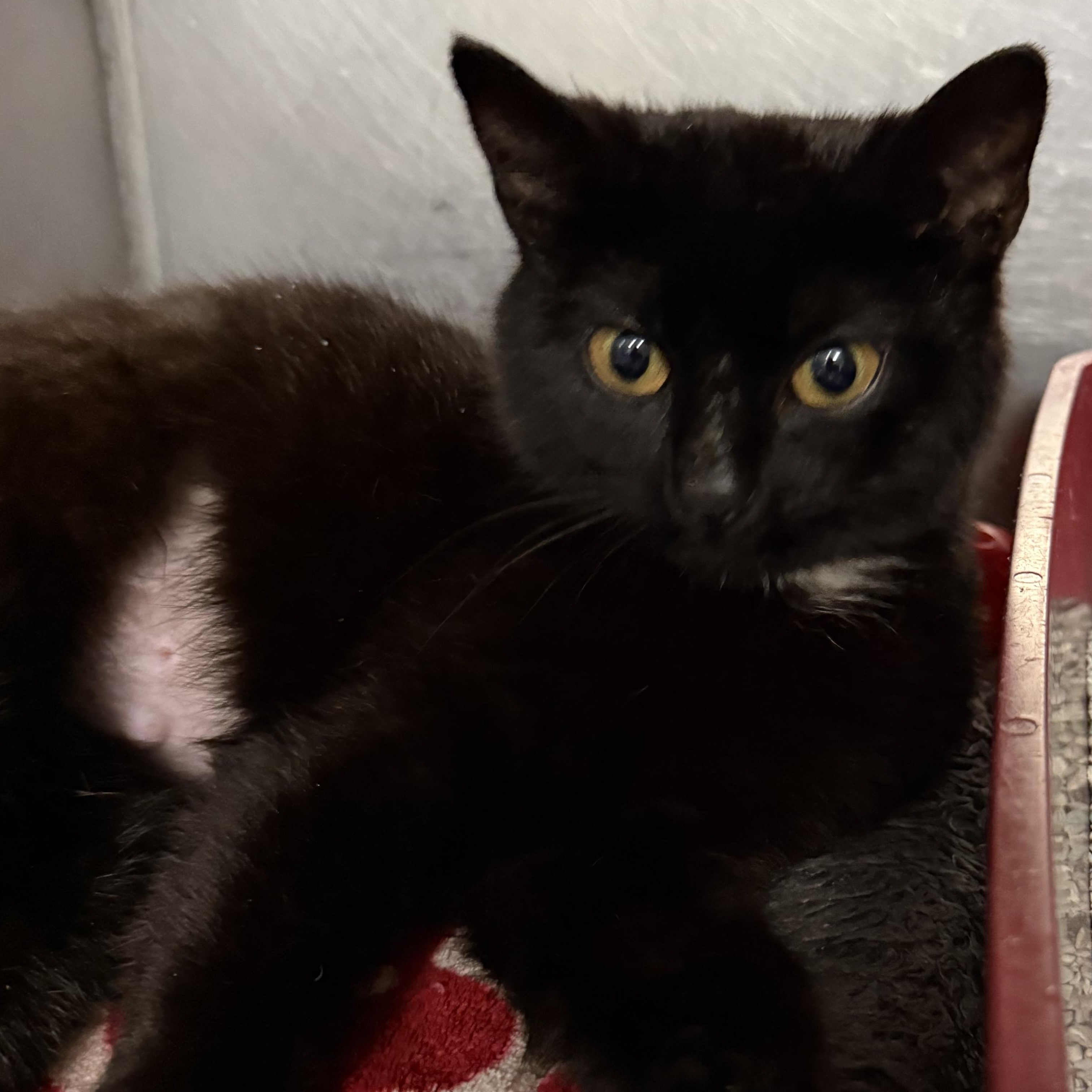 Cannoli, an adopted Domestic Short Hair in Exeter, RI image 2/5