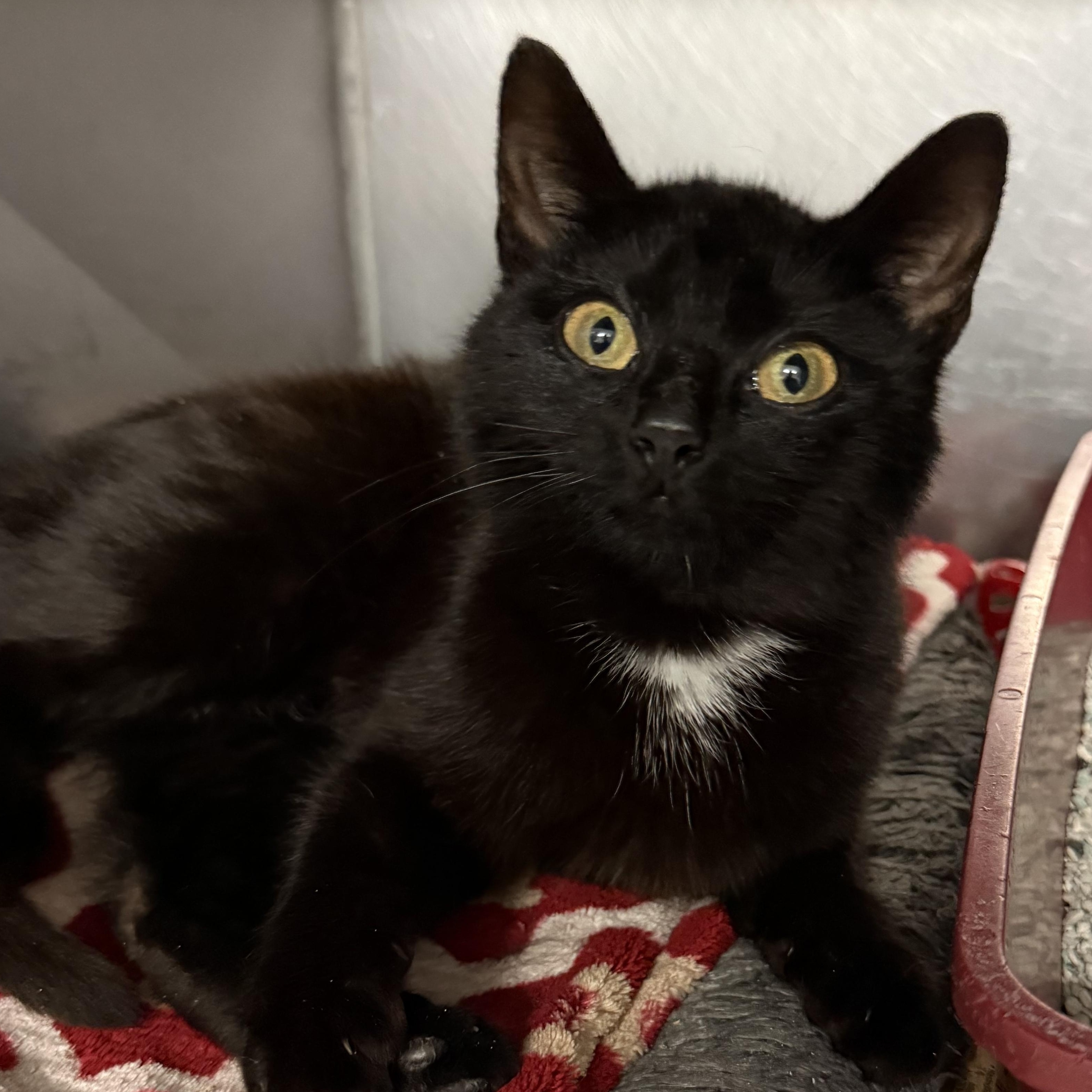 Cannoli, adopted, Kitten Female Domestic Short Hair.