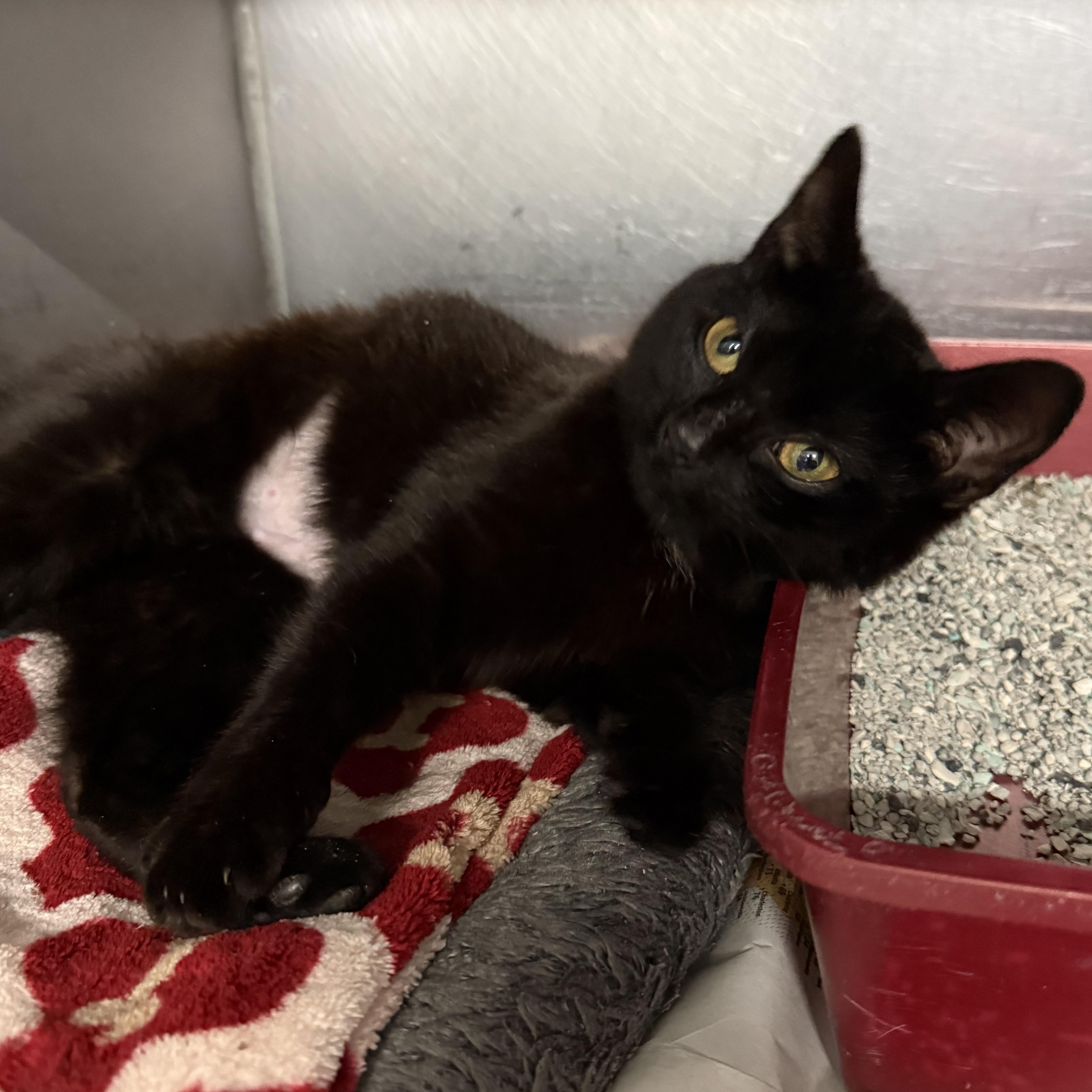 Cannoli, an adopted Domestic Short Hair in Exeter, RI image 5/5