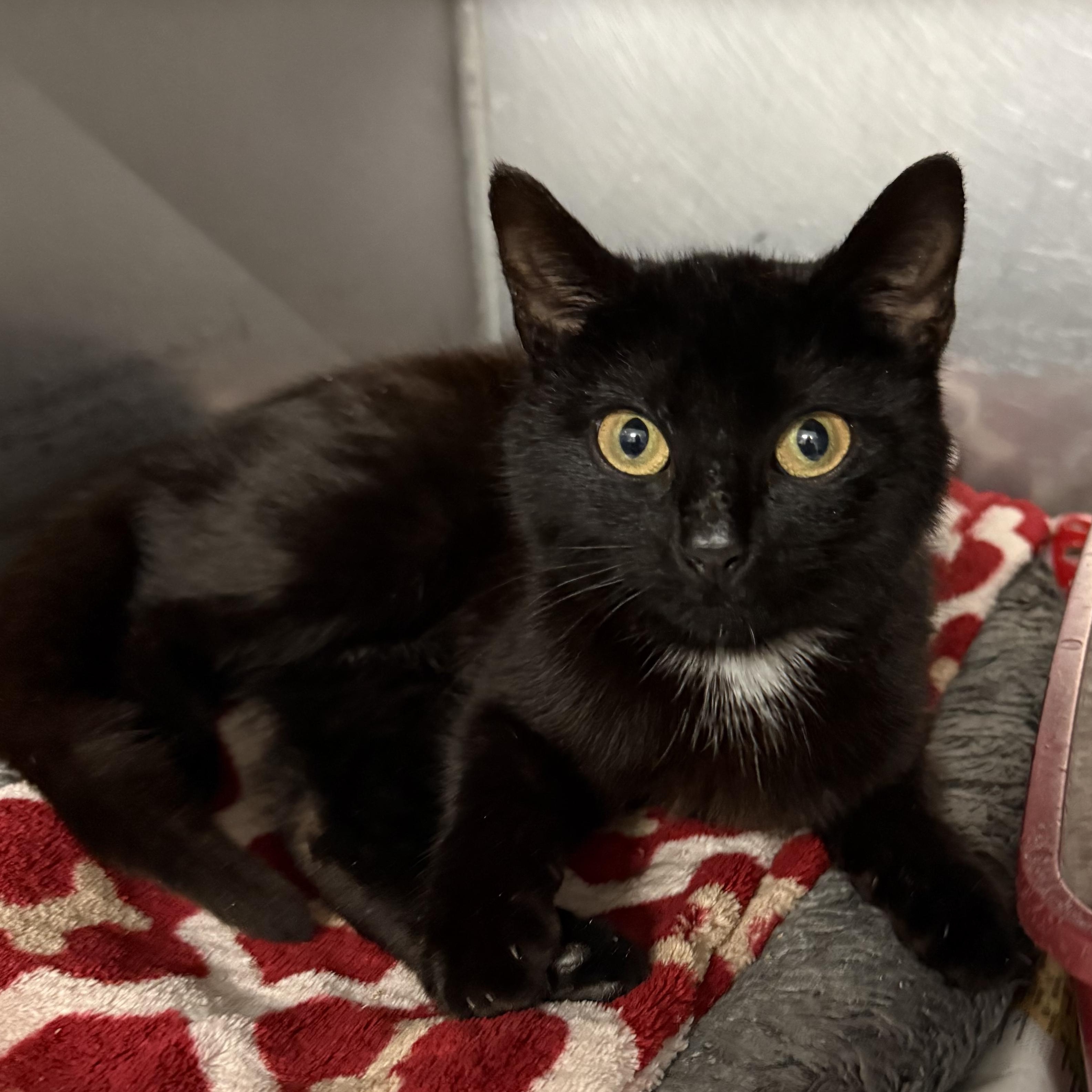Cannoli, an adopted Domestic Short Hair in Exeter, RI image 4/5