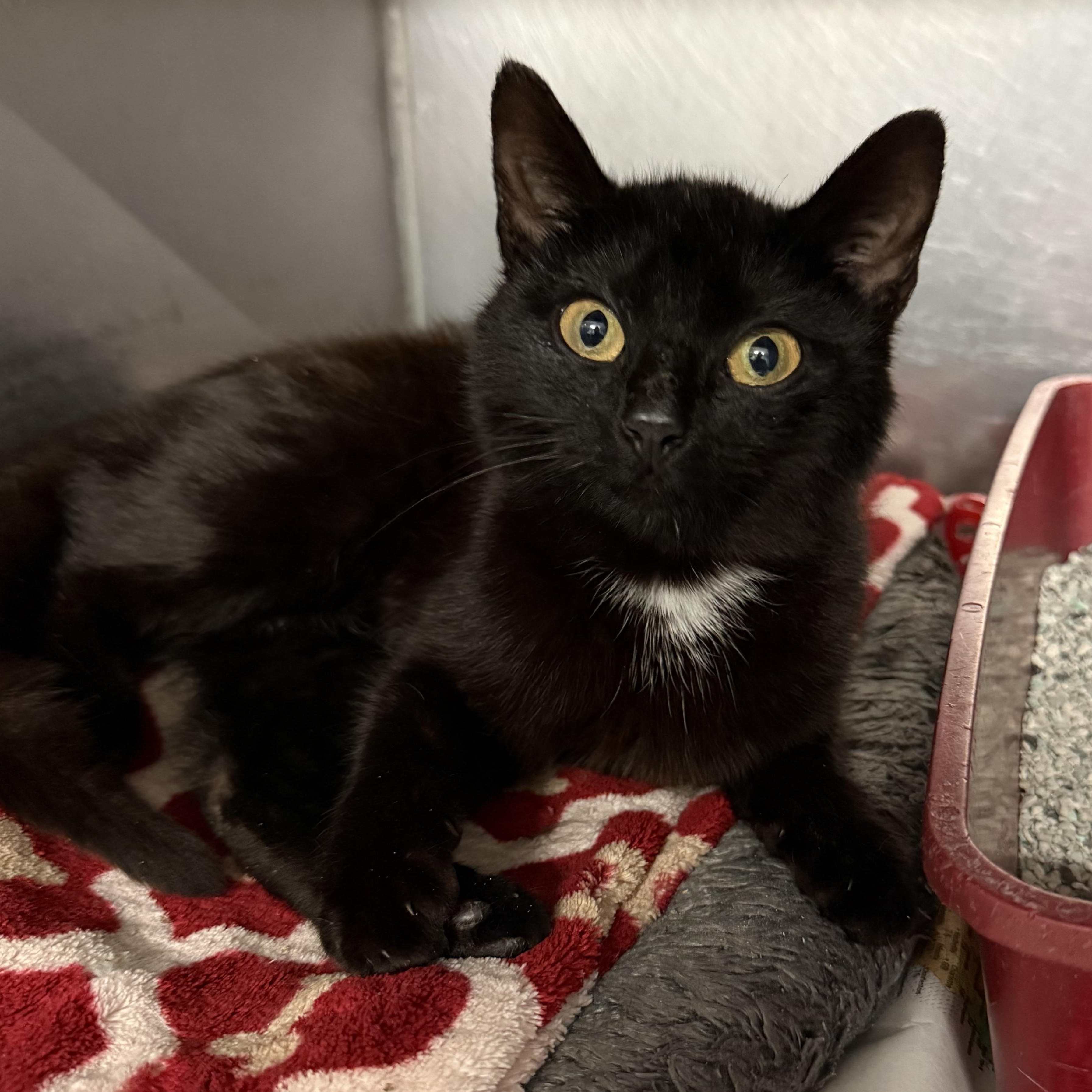 Cannoli, an adopted Domestic Short Hair in Exeter, RI image 3/5