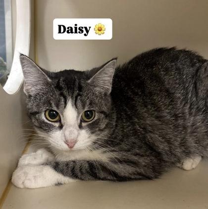 Daisy, Adoptable, Adult Female Domestic Short Hair & Domestic Short Hair.