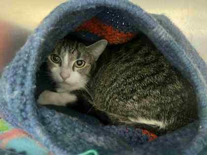 Enlarge Daisy, a Adoptable Domestic Short Hair in Winchester, VA image 1/1