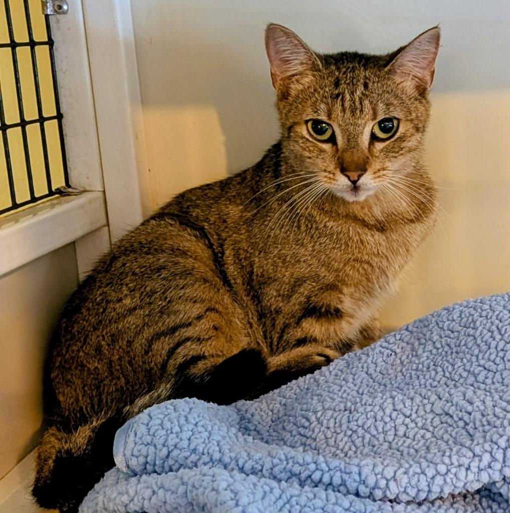 Hana, Adoptable, Young Female Domestic Short Hair.