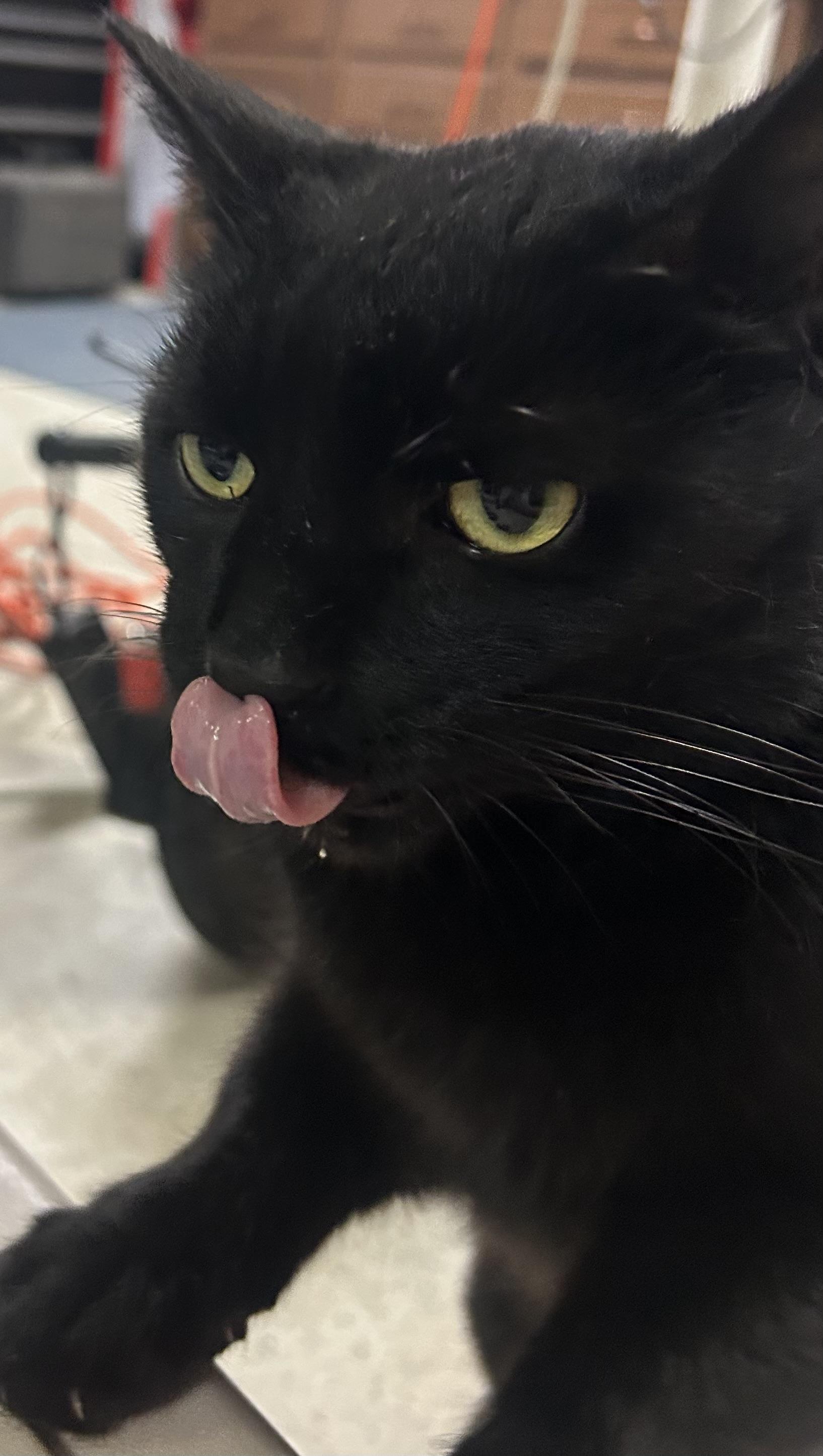 Bo, Adoptable, Adult Male Domestic Short Hair.