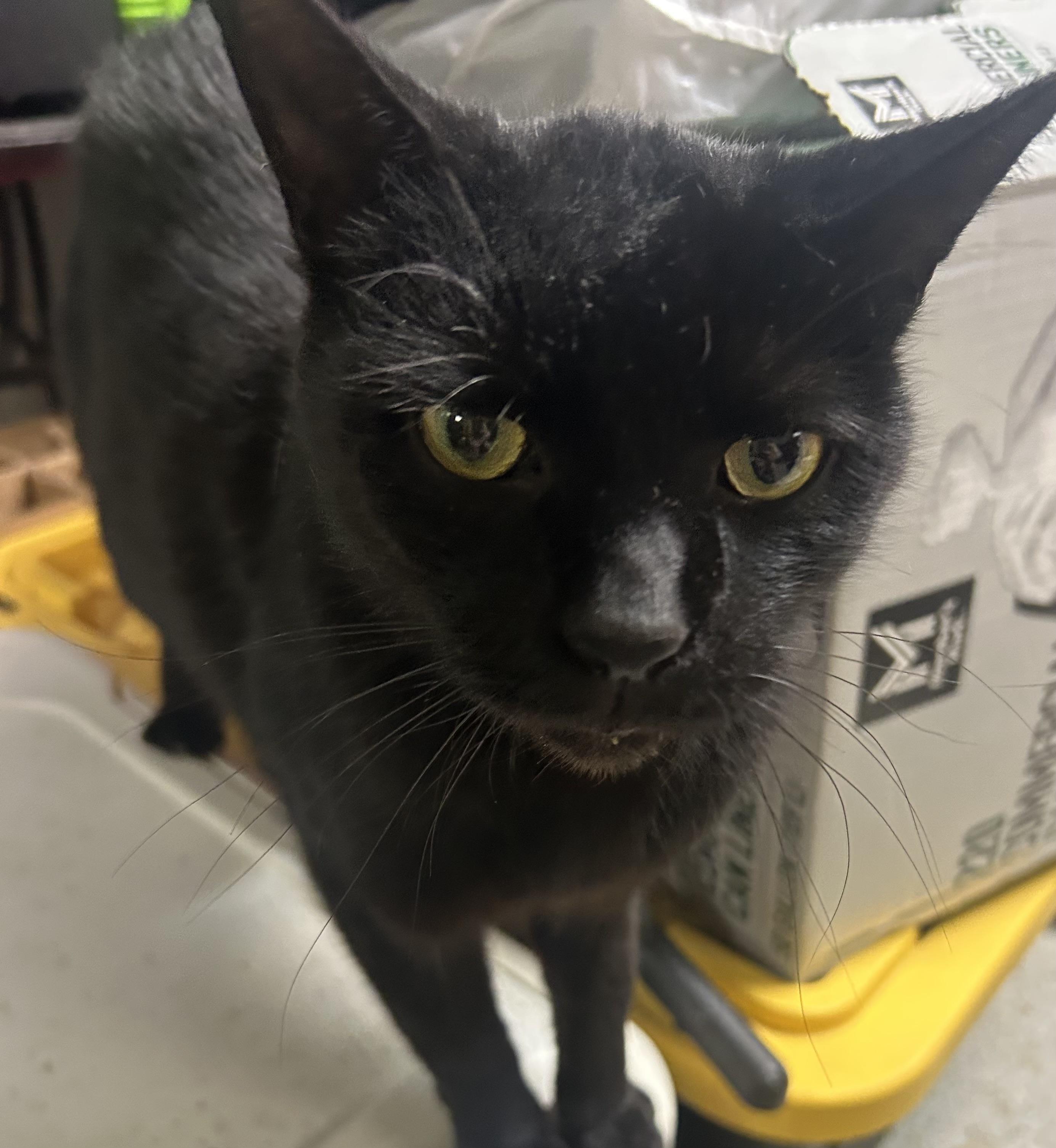 Enlarge Bo, a Adoptable Domestic Short Hair in Toledo, OH image 2/2