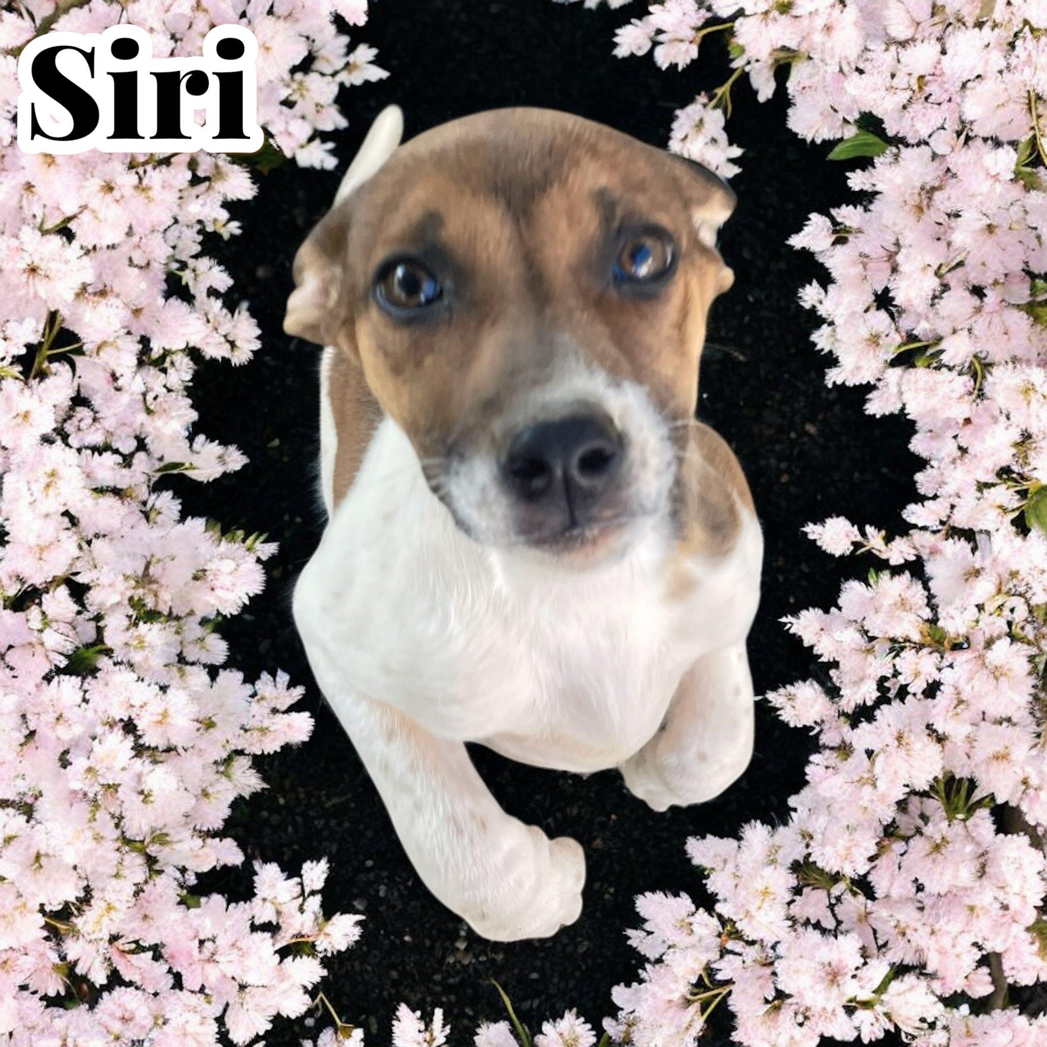 Siri