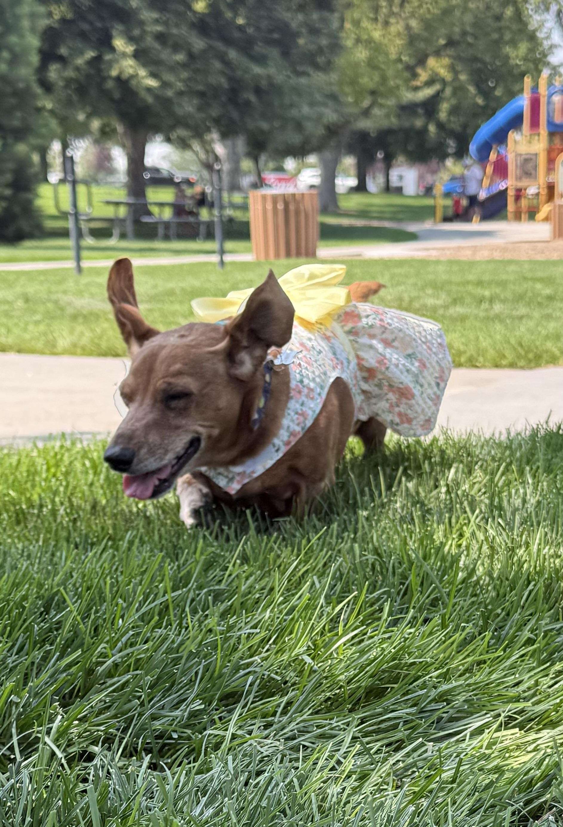 Enlarge Maggie Moo, a Adoptable Dachshund in Twin Falls, ID image 1/6