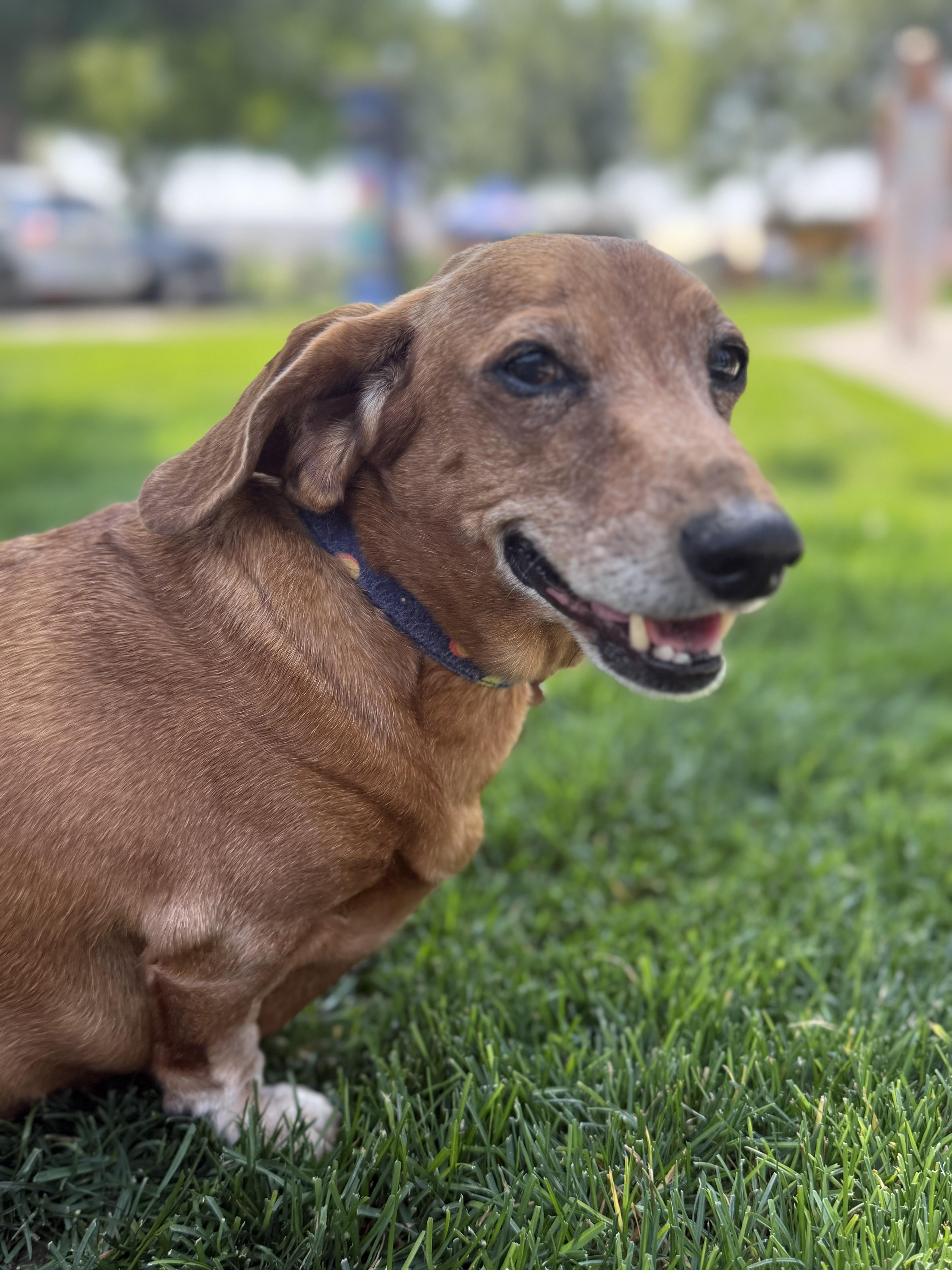 Enlarge Maggie Moo, a Adoptable Dachshund in Twin Falls, ID image 2/6