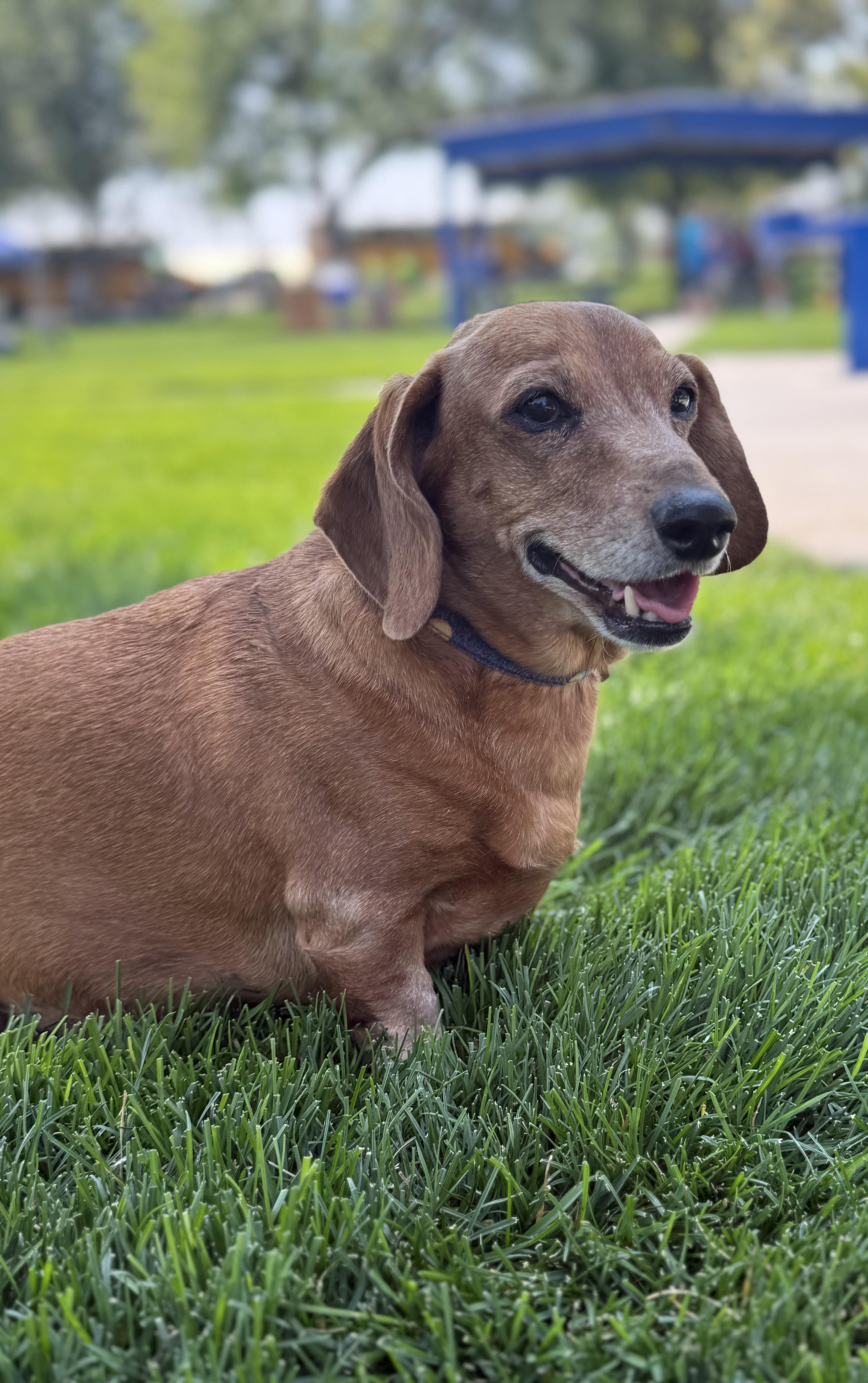 Enlarge Maggie Moo, a Adoptable Dachshund in Twin Falls, ID image 3/6