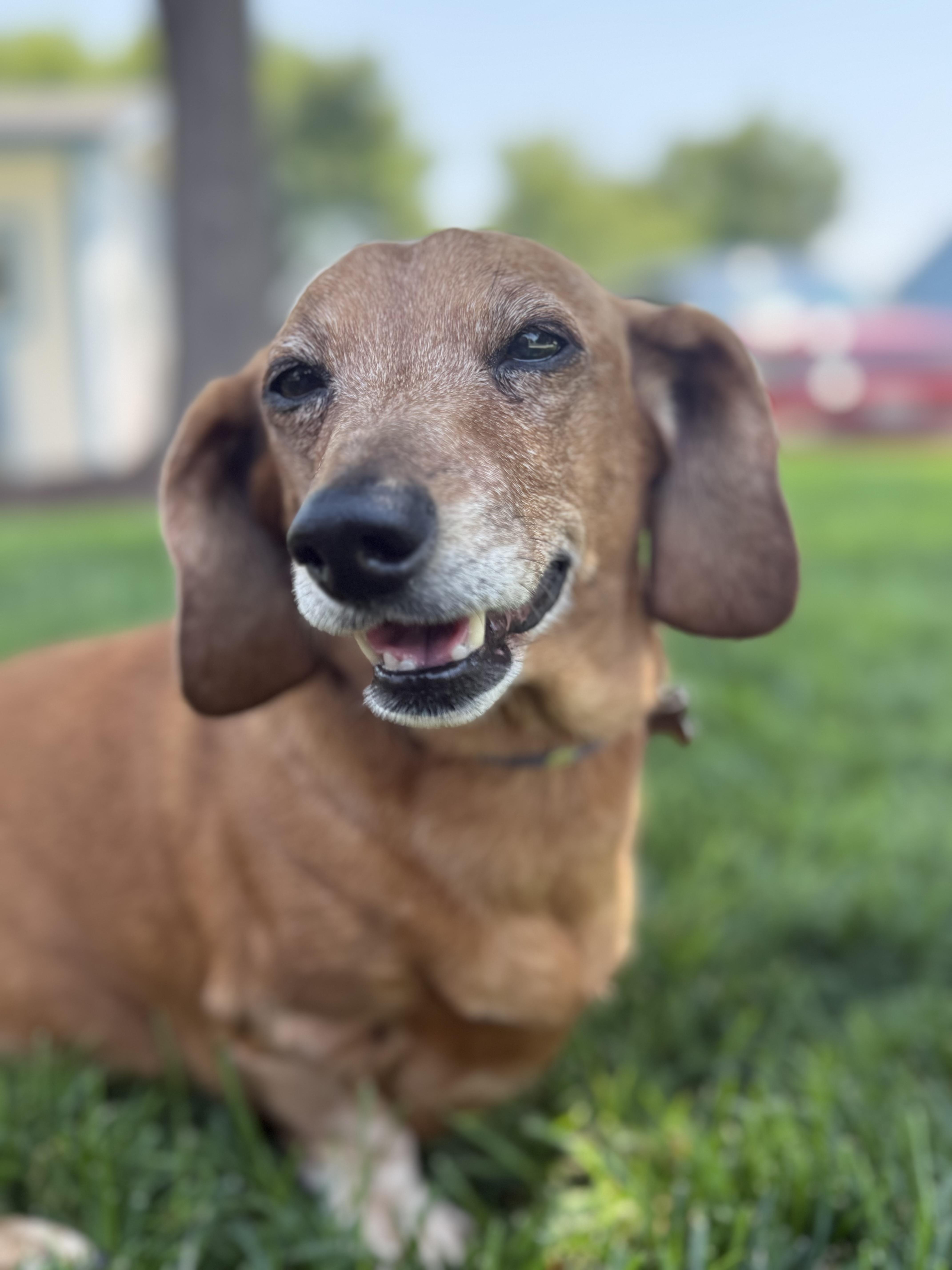 Enlarge Maggie Moo, a Adoptable Dachshund in Twin Falls, ID image 4/6