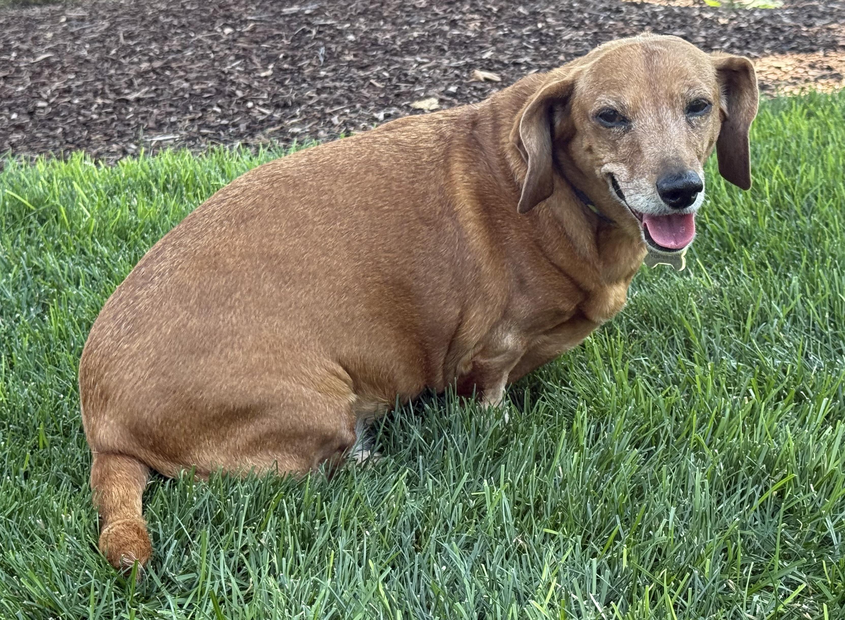 Enlarge Maggie Moo, a Adoptable Dachshund in Twin Falls, ID image 5/6