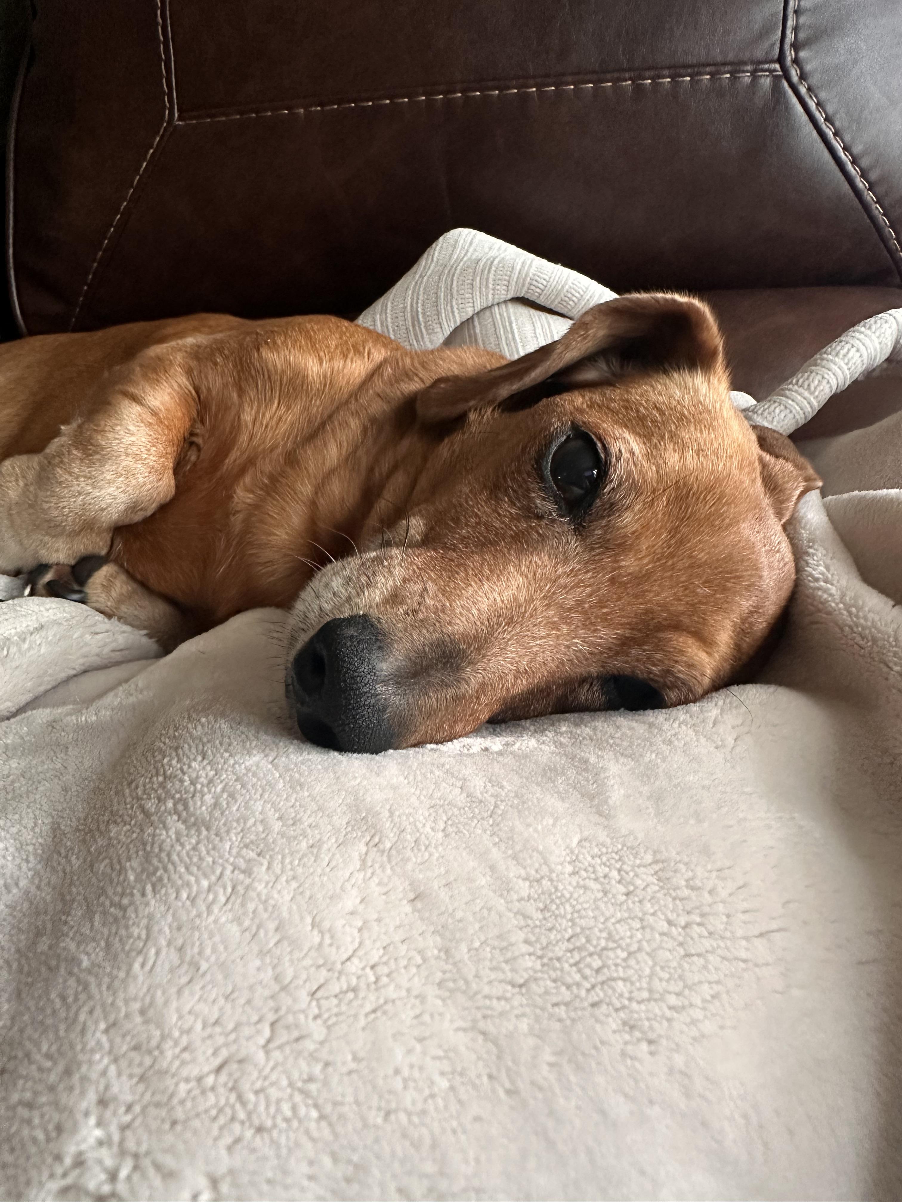 Enlarge Maggie Moo, a Adoptable Dachshund in Twin Falls, ID image 6/6
