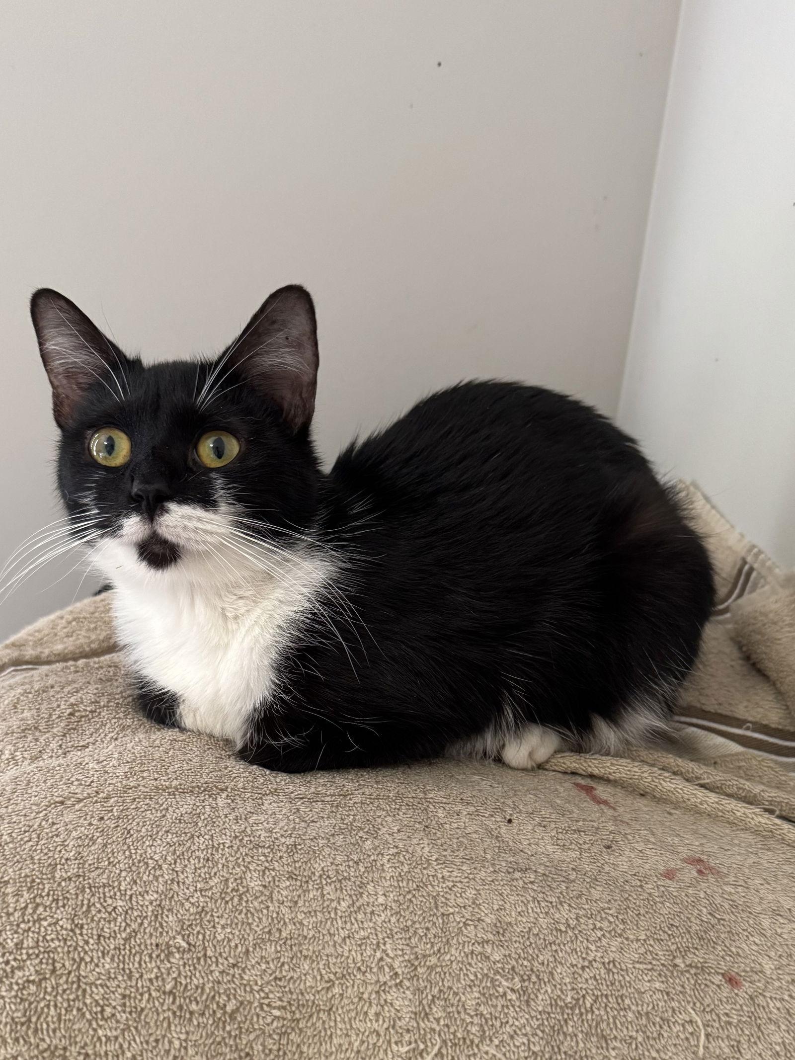 Enlarge Romy, a Adoptable mixed breed in Columbia, SC image 2/2