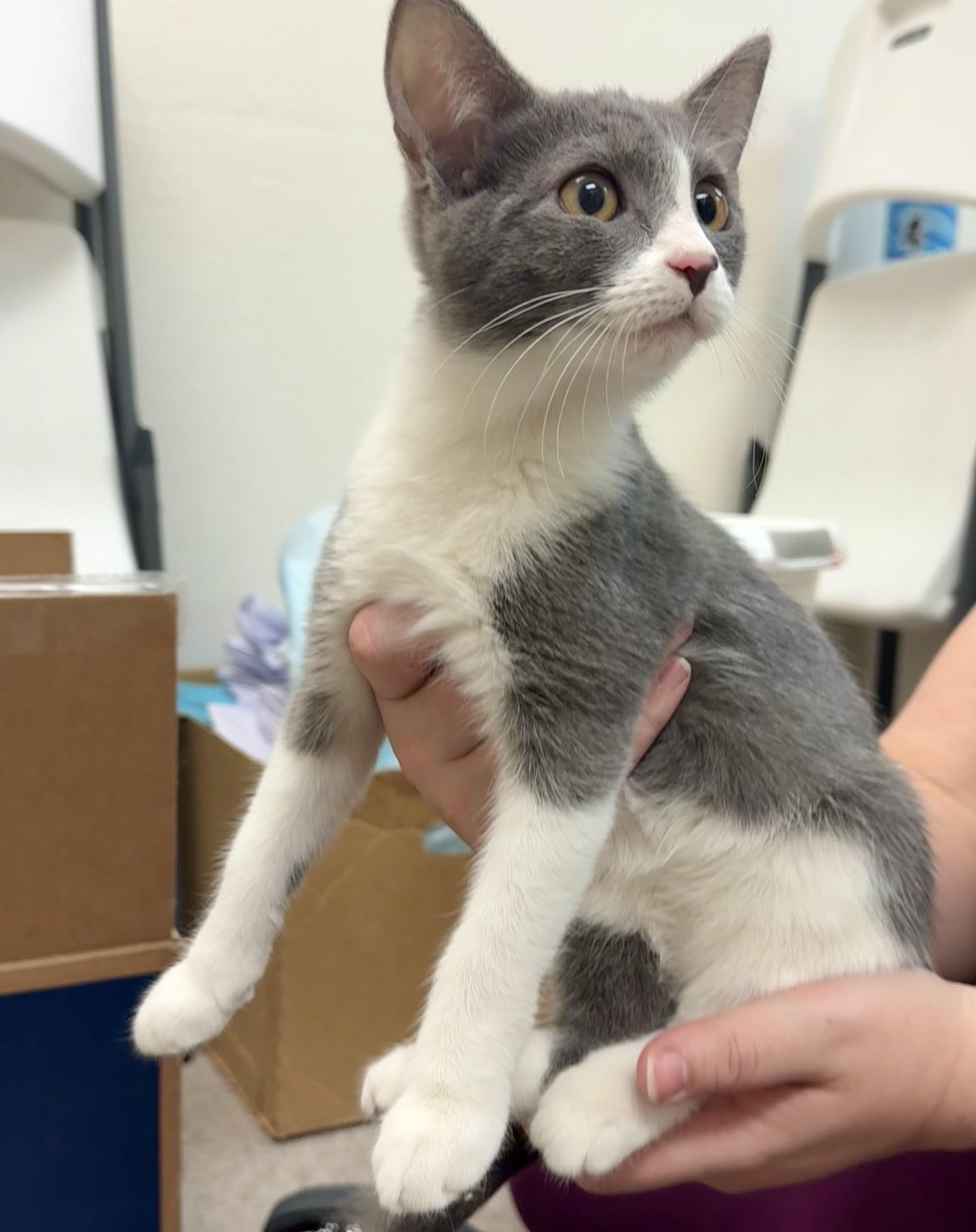 Enlarge Addy, a Adoptable mixed breed in Pocatello, ID image 5/6