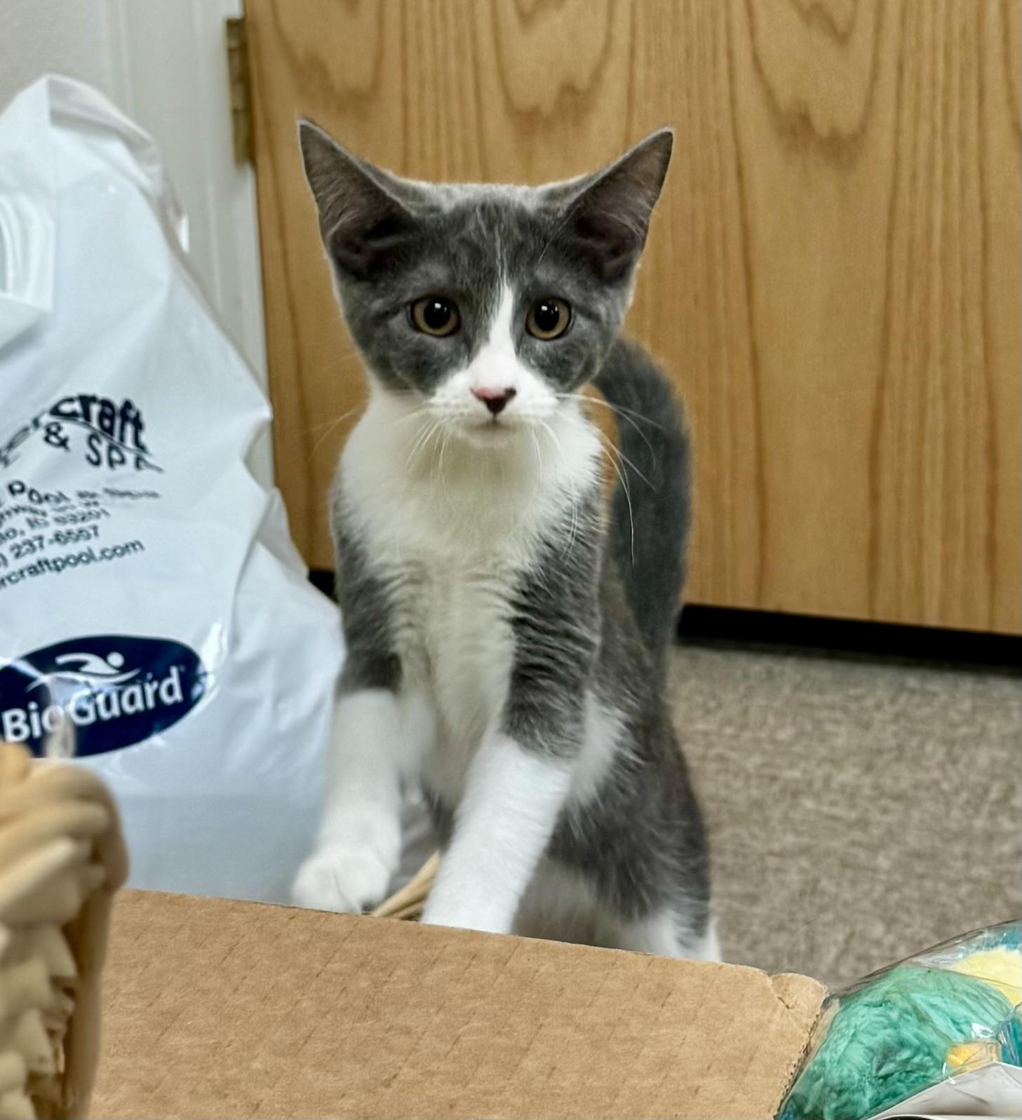 Enlarge Addy, a Adoptable mixed breed in Pocatello, ID image 6/6