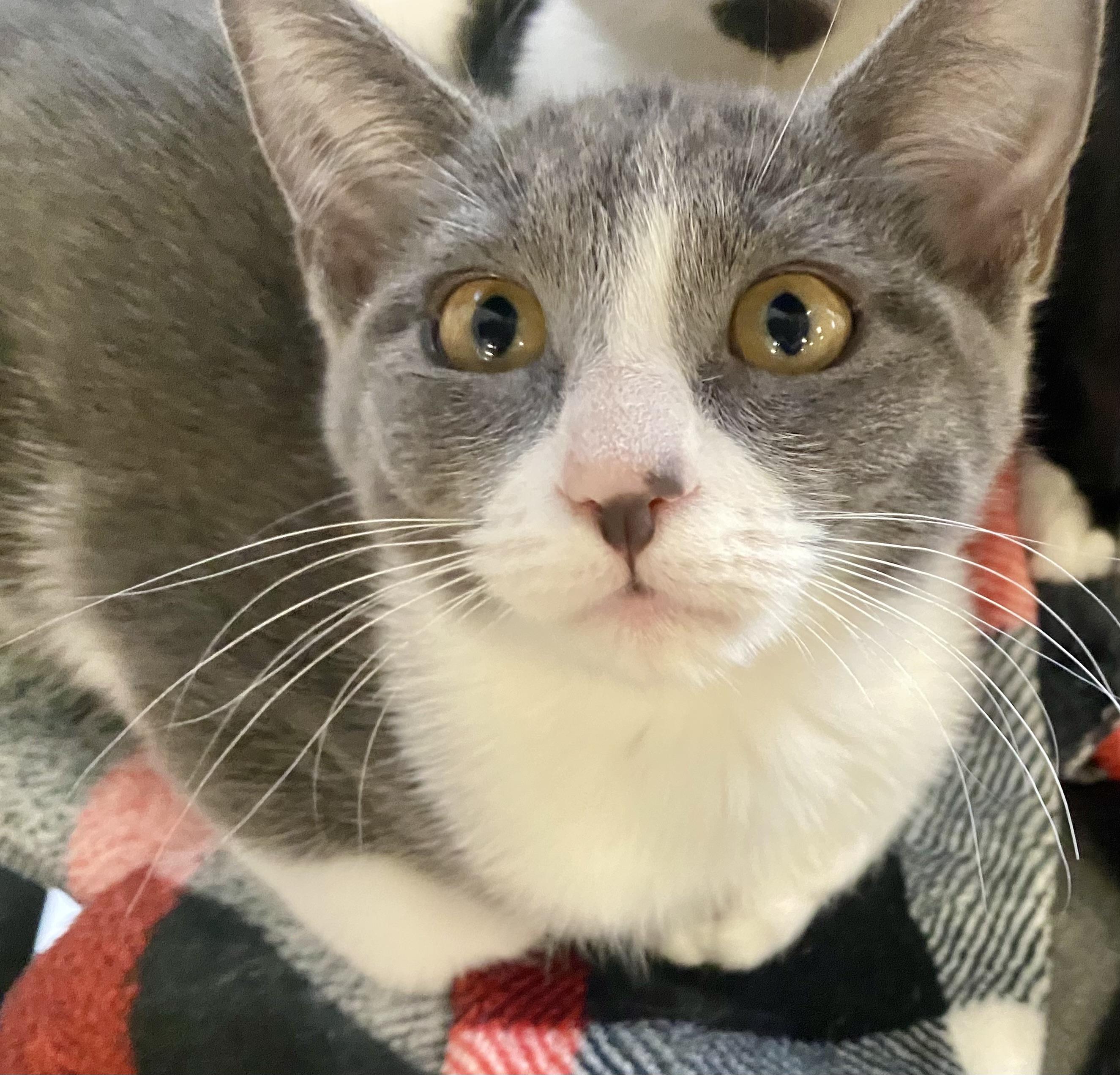 Enlarge Addy, a Adoptable mixed breed in Pocatello, ID image 2/6