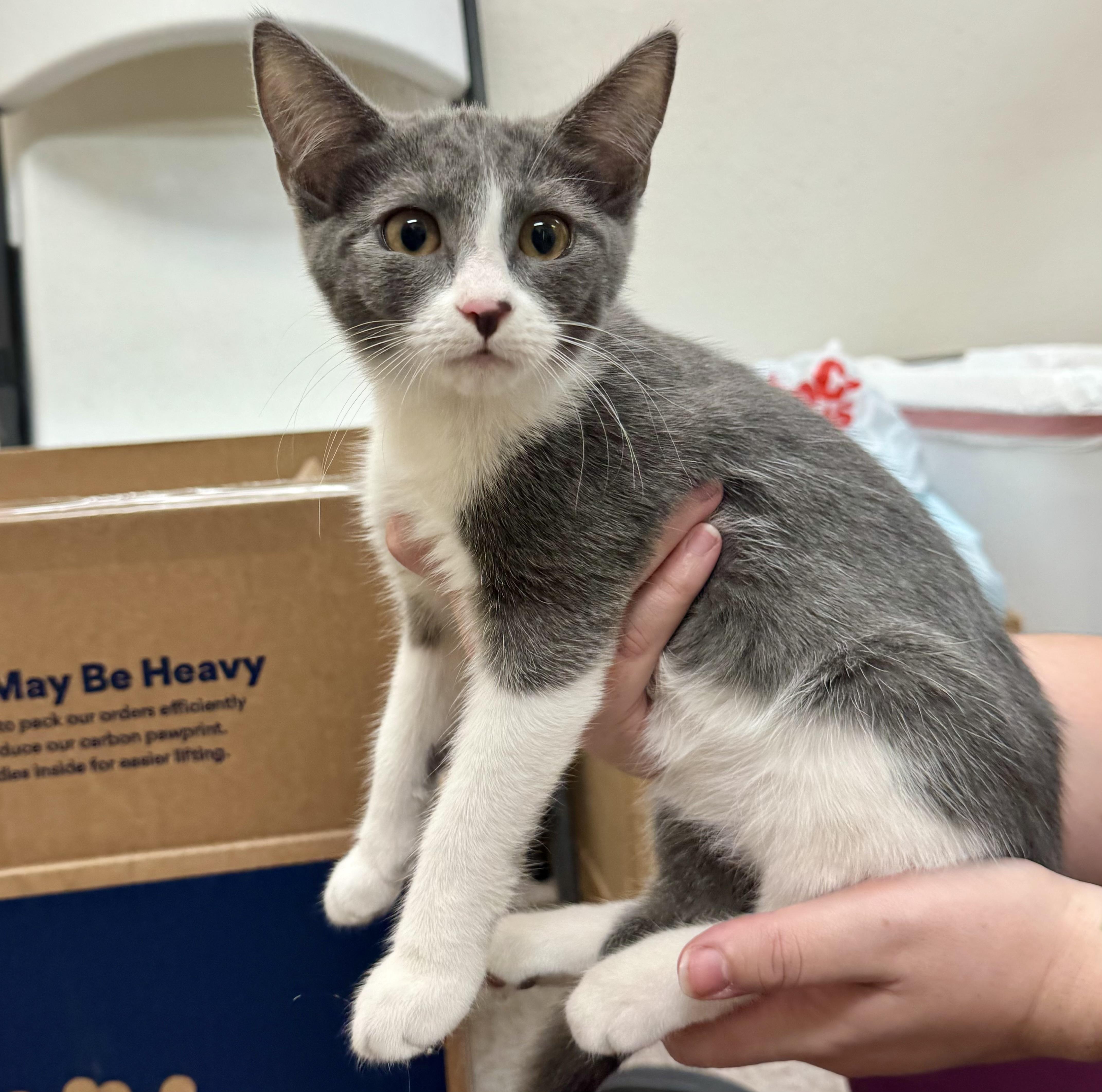 Enlarge Addy, a Adoptable mixed breed in Pocatello, ID image 1/6