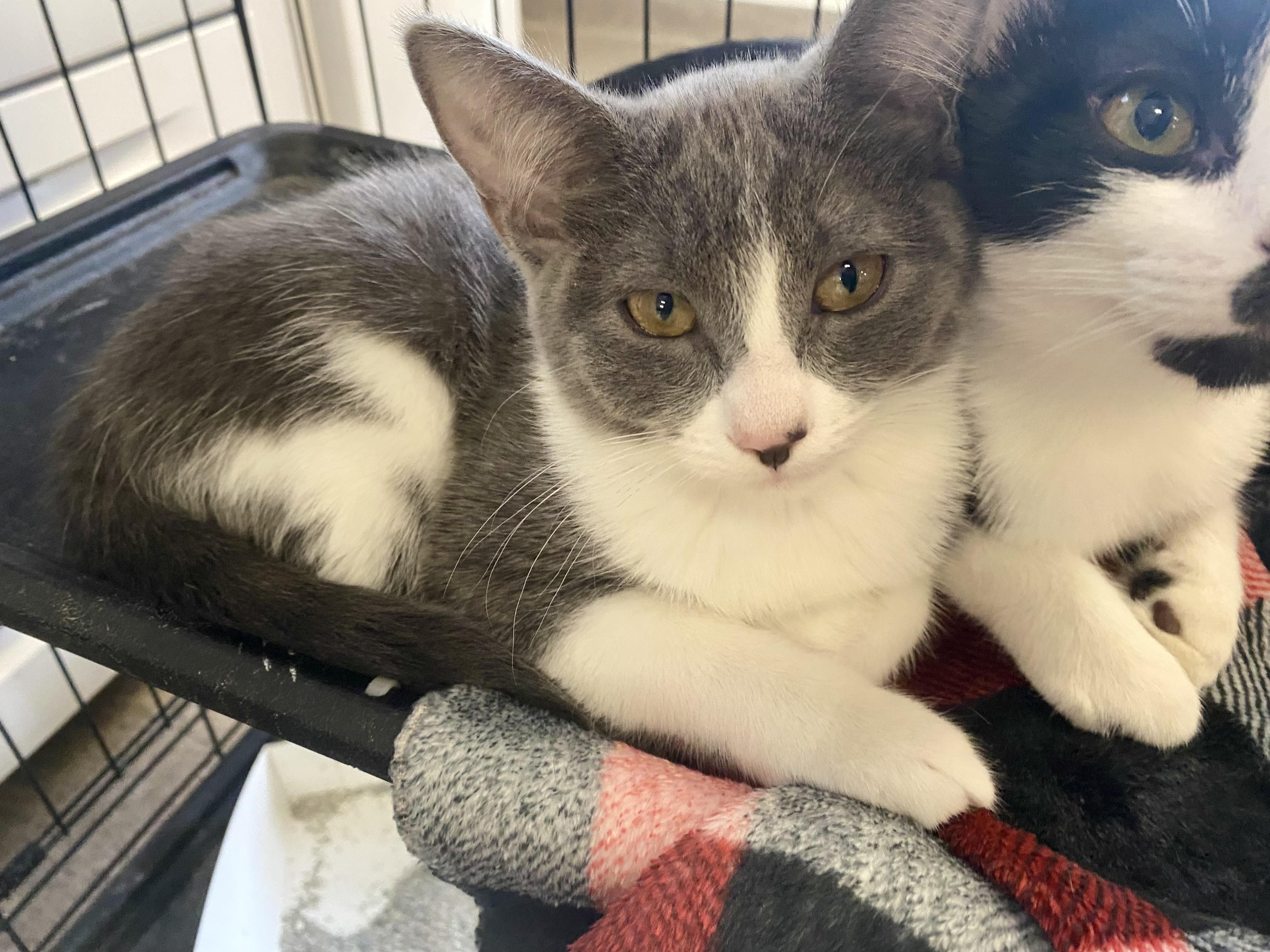 Enlarge Addy, a Adoptable mixed breed in Pocatello, ID image 3/6