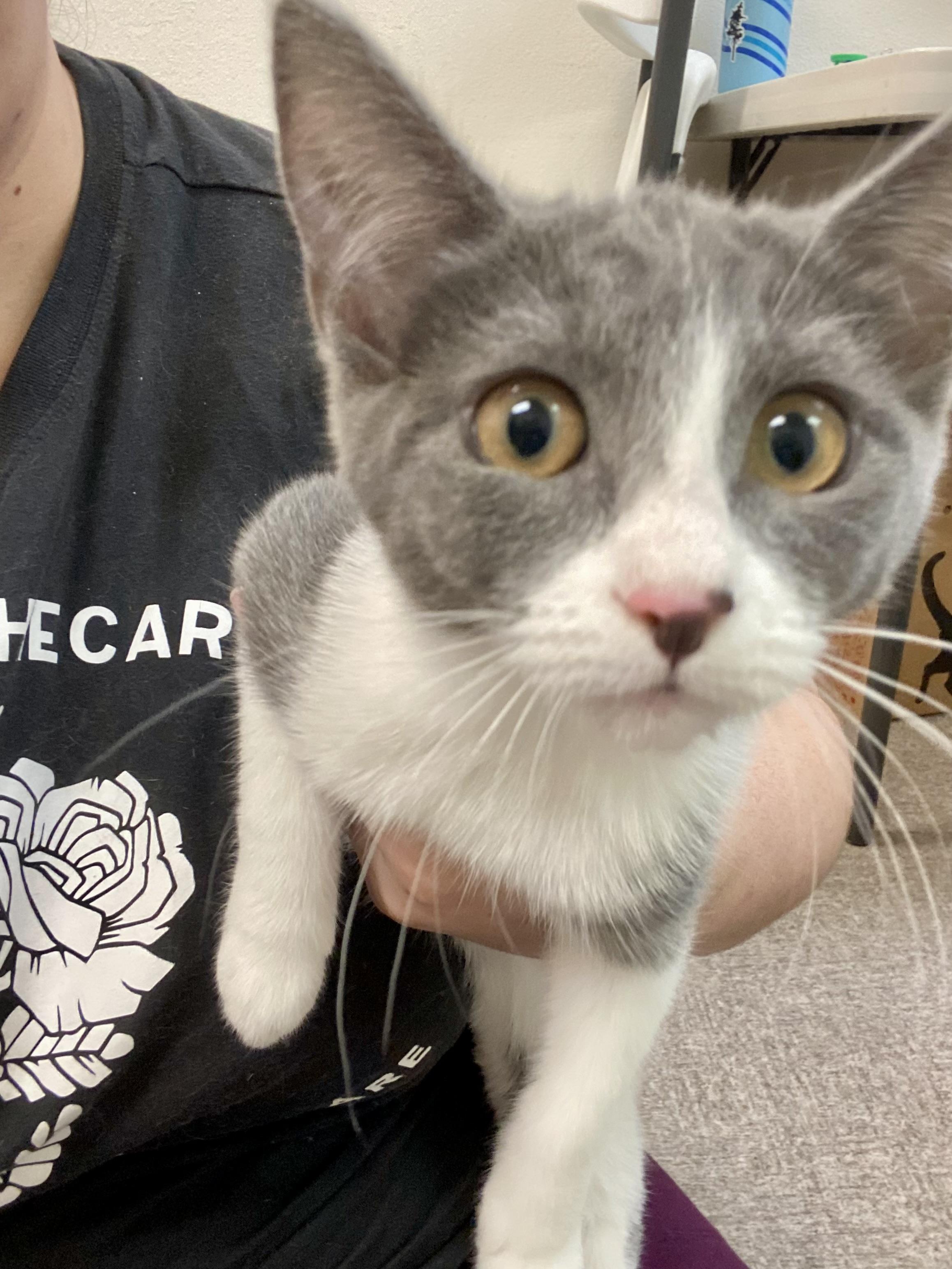 Enlarge Addy, a Adoptable mixed breed in Pocatello, ID image 4/6