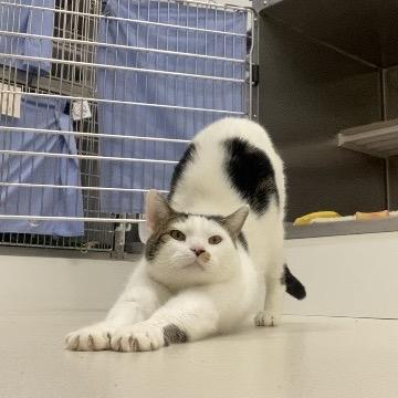 Coco, Adoptable, Adult Male Domestic Short Hair.