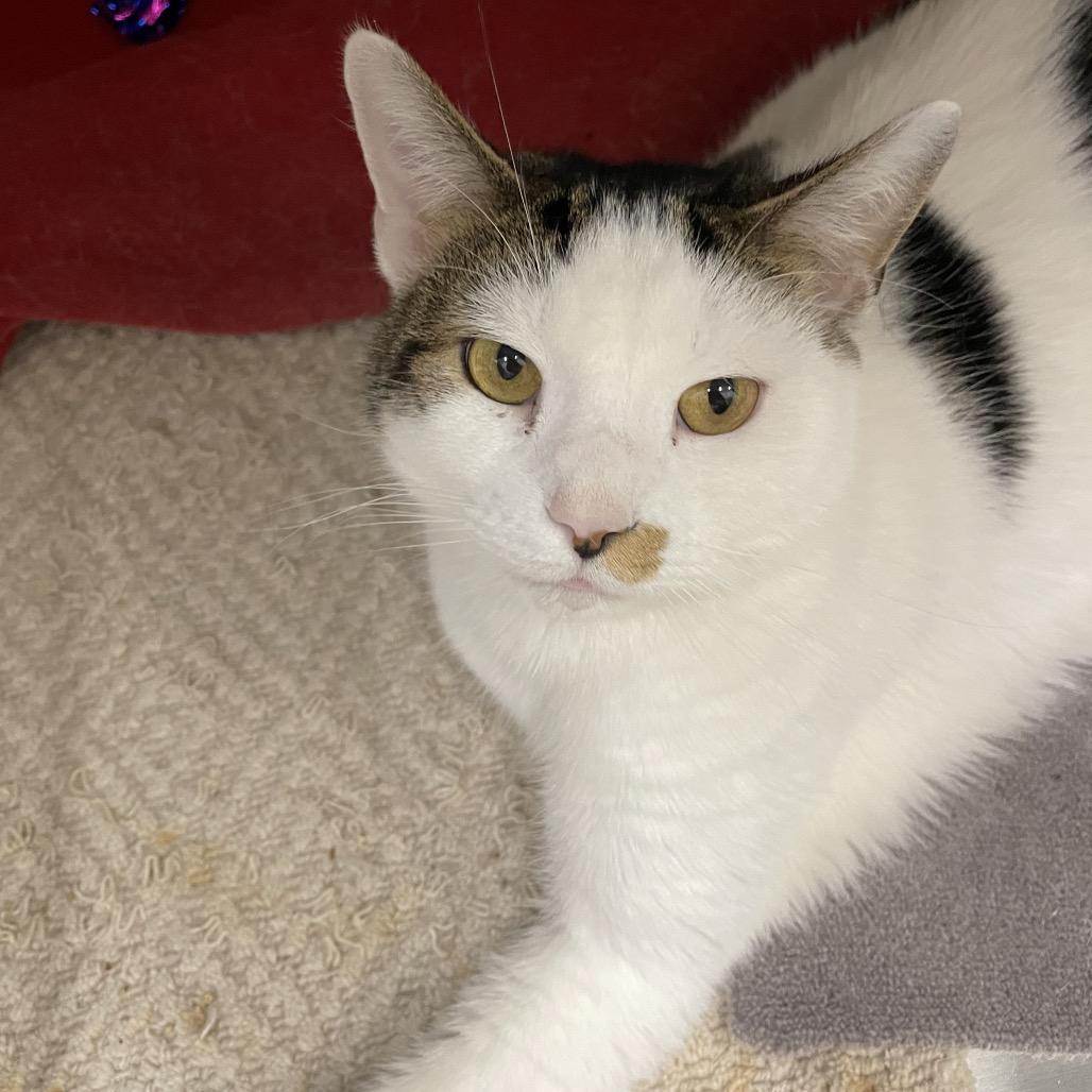 Enlarge Coco, a Adoptable Domestic Short Hair in Warwick, RI image 2/6