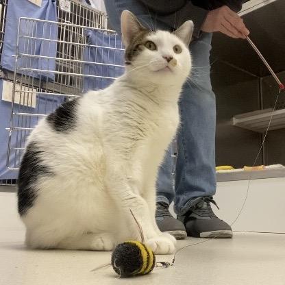 Enlarge Coco, a Adoptable Domestic Short Hair in Warwick, RI image 3/6