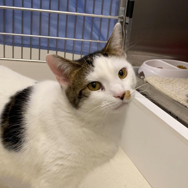 Enlarge Coco, a Adoptable Domestic Short Hair in Warwick, RI image 4/6