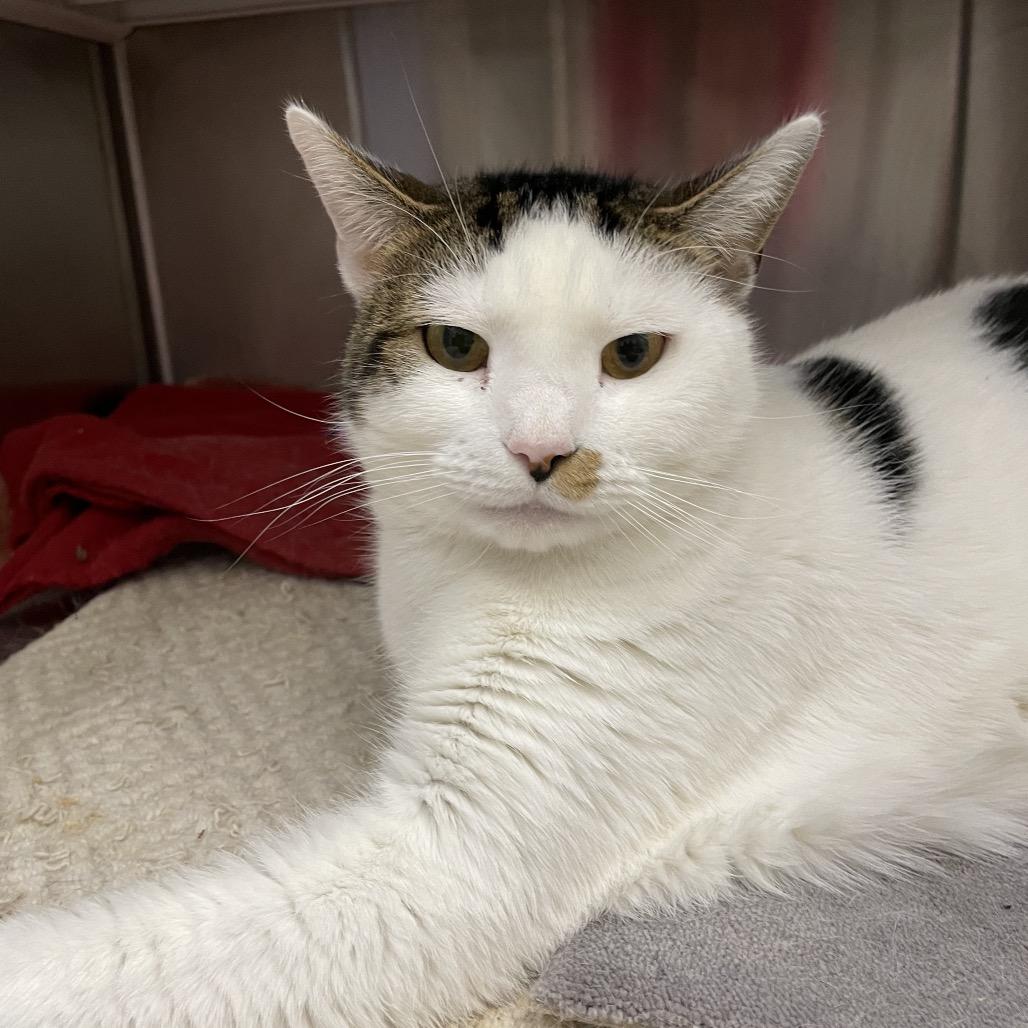 Enlarge Coco, a Adoptable Domestic Short Hair in Warwick, RI image 5/6