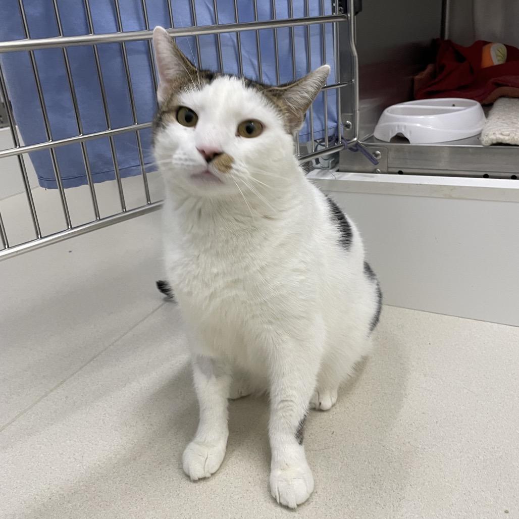 Enlarge Coco, a Adoptable Domestic Short Hair in Warwick, RI image 6/6