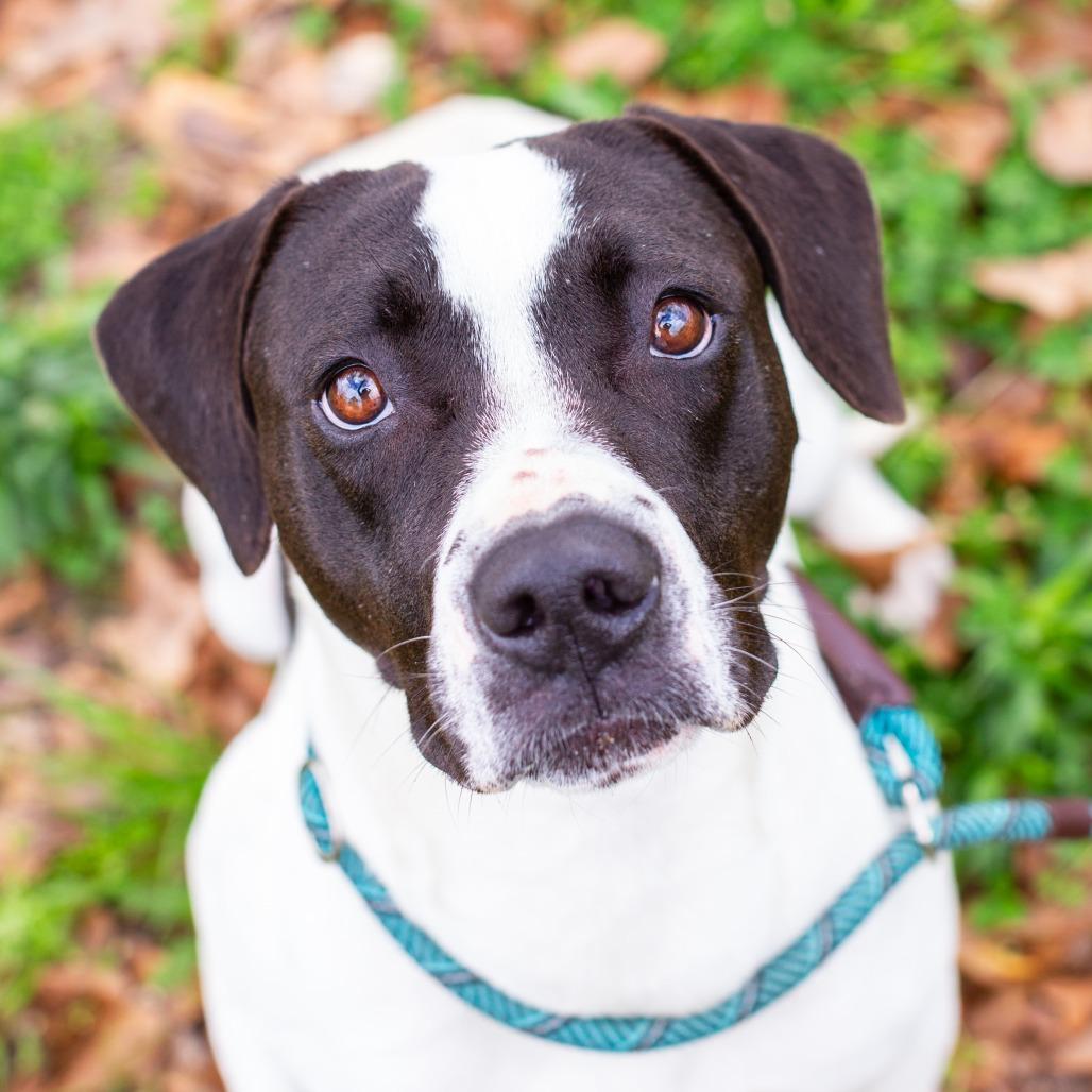 Enlarge Selune, a Adoptable mixed breed in Hattiesburg, MS image 1/4