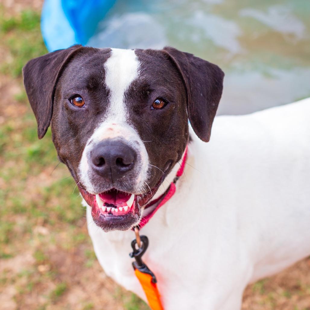 Enlarge Selune, a Adoptable mixed breed in Hattiesburg, MS image 2/4