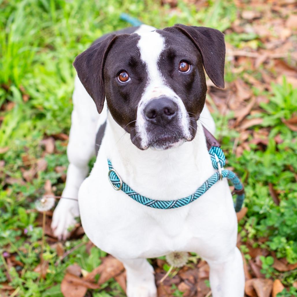 Enlarge Selune, a Adoptable mixed breed in Hattiesburg, MS image 3/4