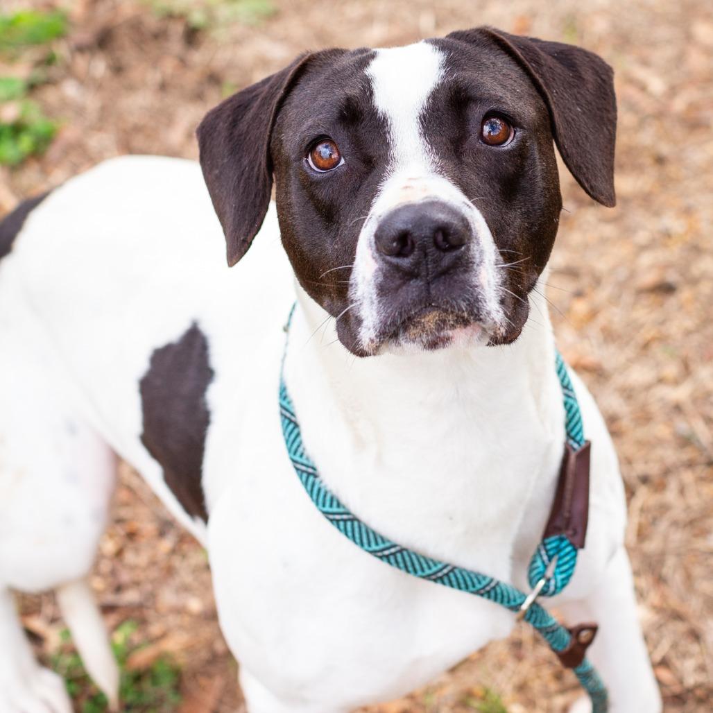 Enlarge Selune, a Adoptable mixed breed in Hattiesburg, MS image 4/4